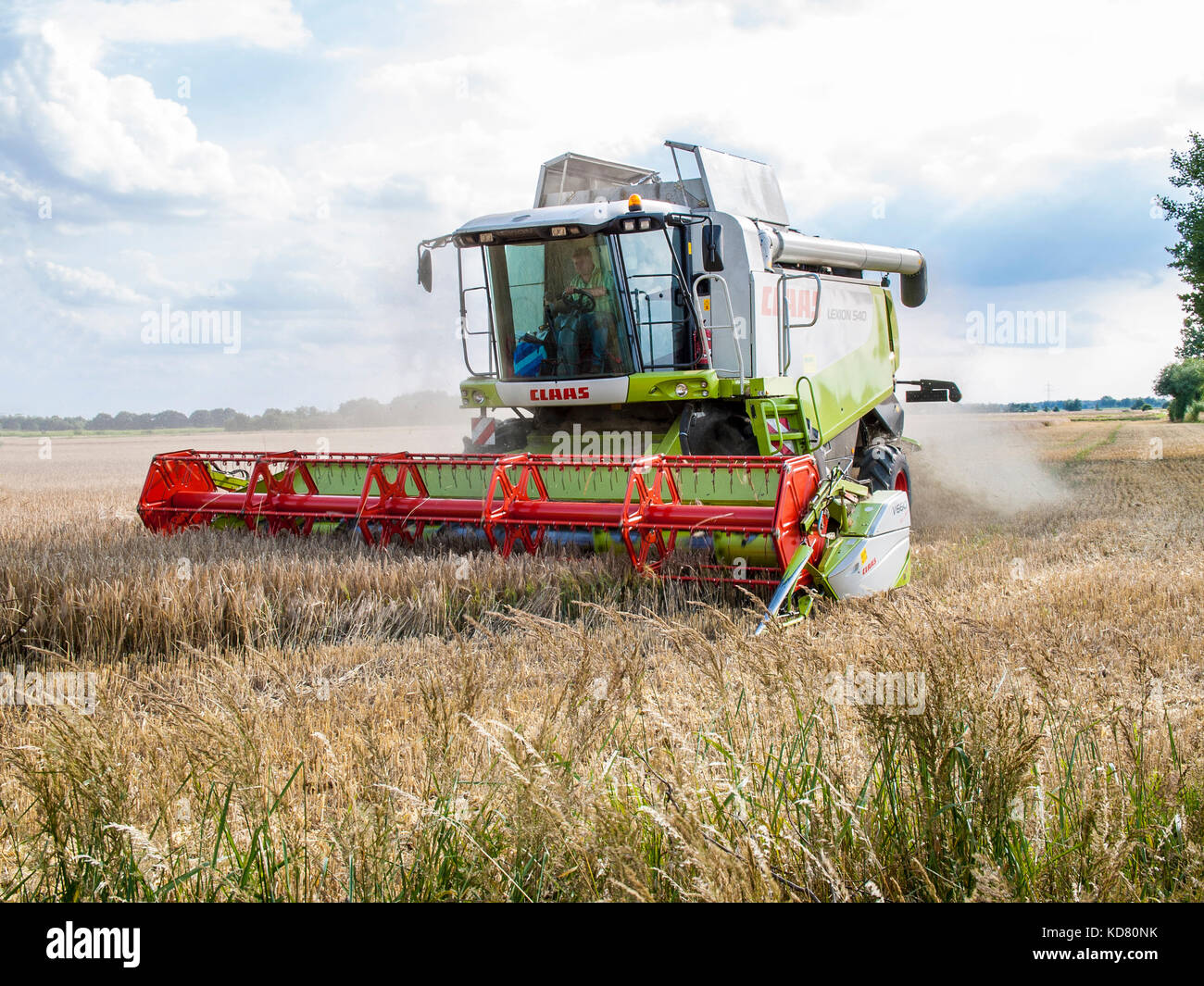 Moissonneuse-batteuse dans un champ de céréales de niedersachsen près de barum, elbmarsch, Allemagne. Banque D'Images