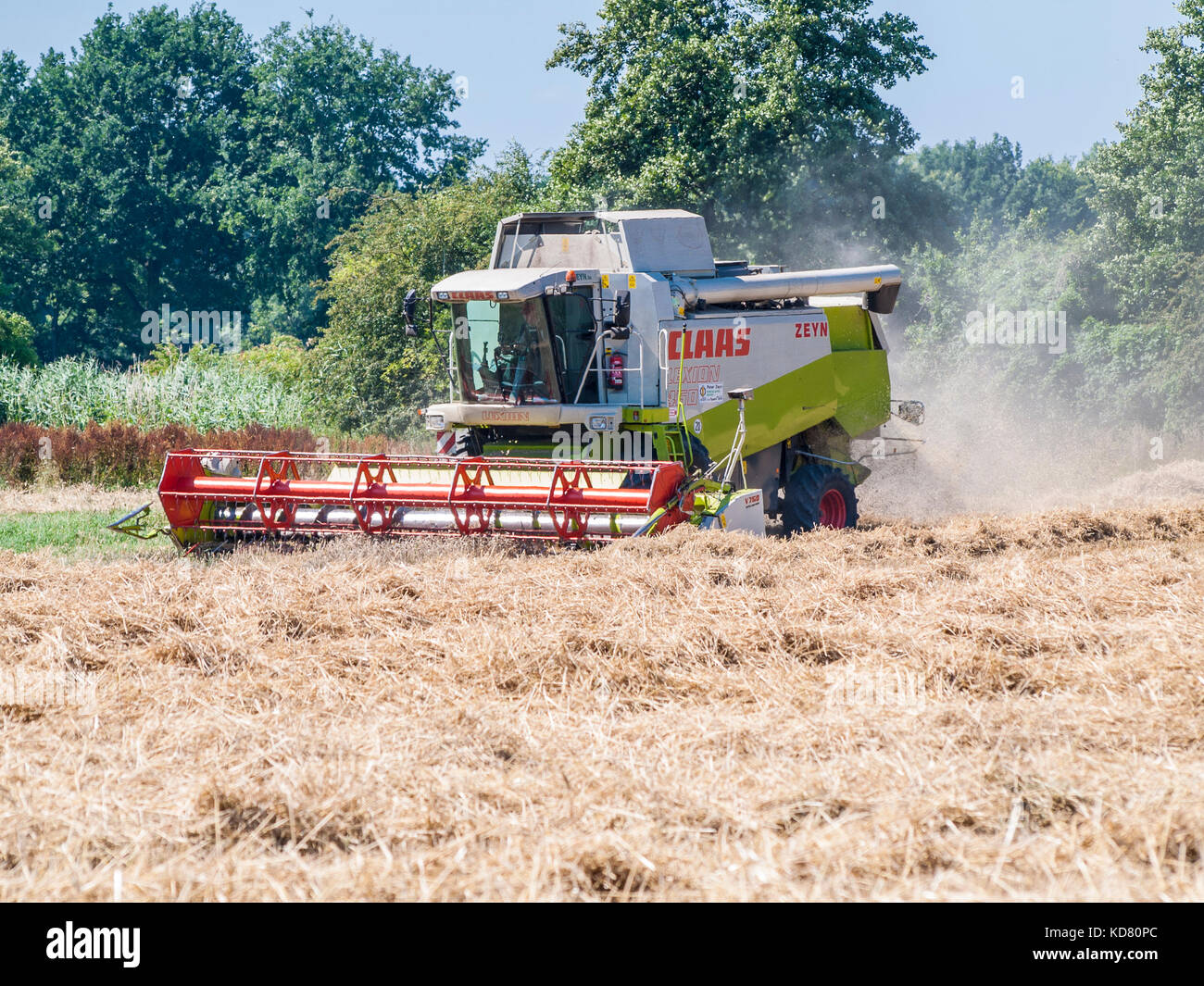Moissonneuse-batteuse dans un champ de céréales de niedersachsen près de barum, elbmarsch, Allemagne. Banque D'Images