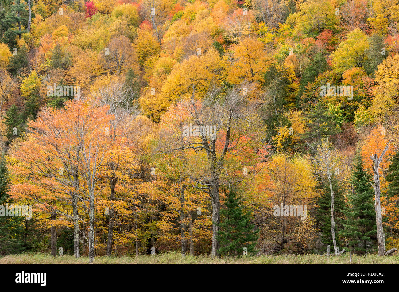 La couleur de l'automne dans les montagnes Adirondack autour du lac Placid NY Banque D'Images