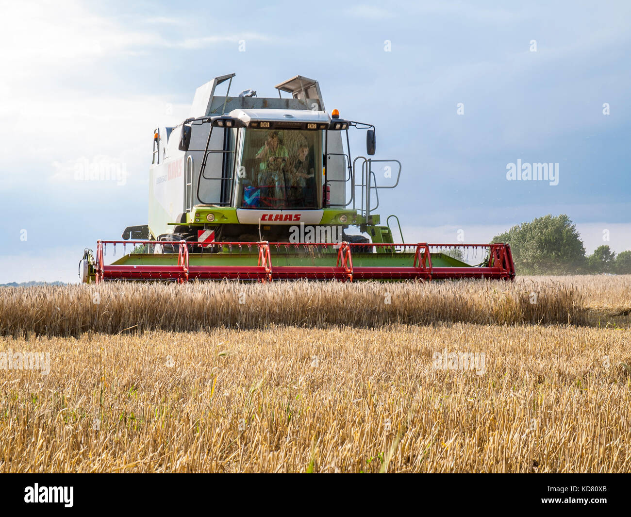 Moissonneuse-batteuse dans un champ de céréales de Niedersachsen près de Barum, Elbmarsch, Allemagne. Banque D'Images