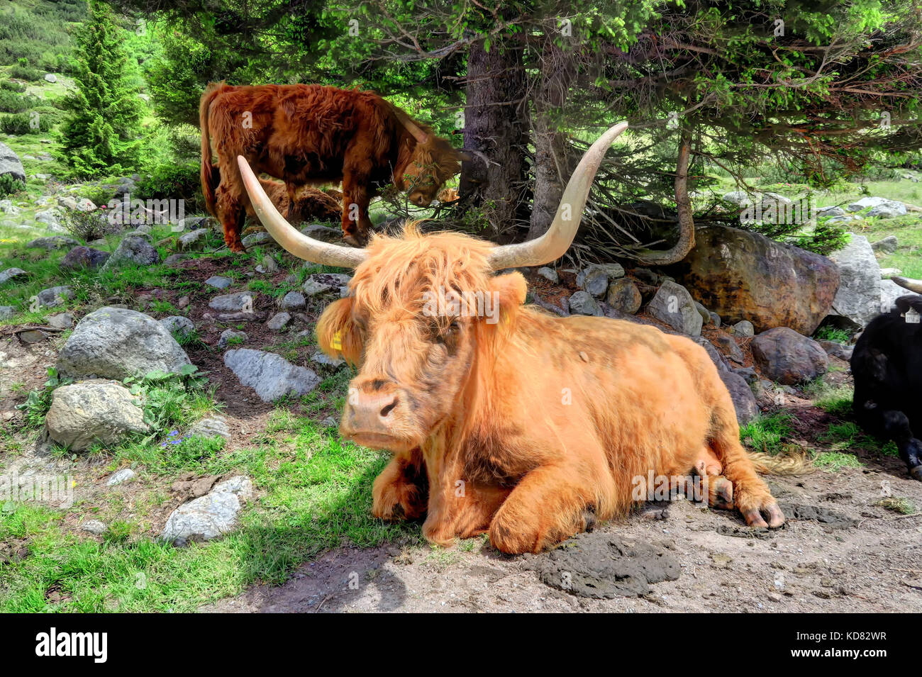 Shaggy red bulls mangent de l'herbe dans la région de l'Inntal, entre les vallées et de l'Ötztal, dans le Tyrol, Autriche kaunertal. Banque D'Images