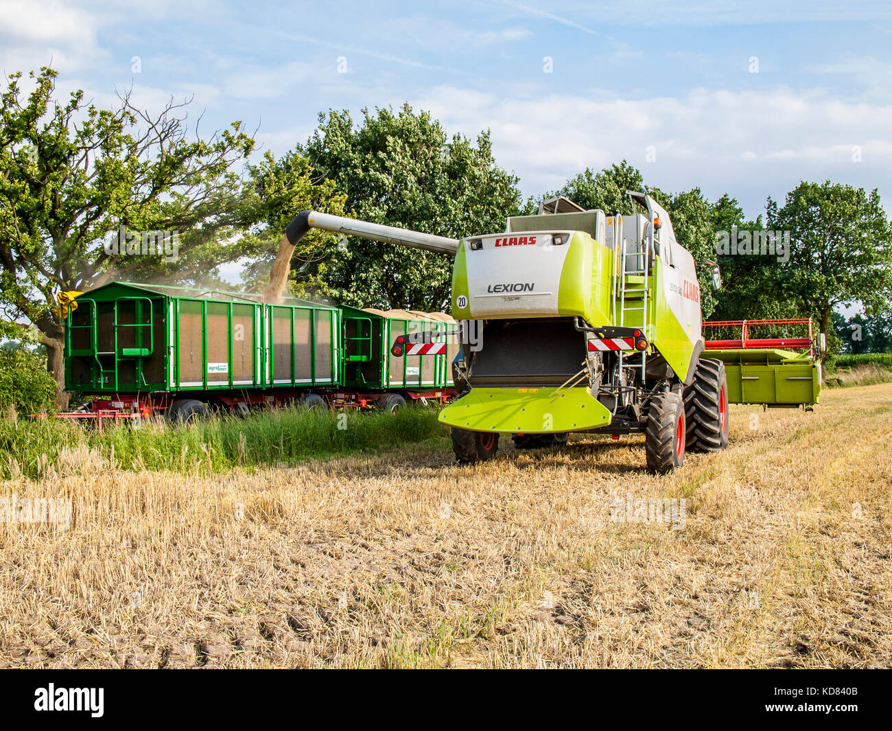 Moissonneuse-batteuse dans un champ de céréales de Niedersachsen près de Barum, Elbmarsch, Allemagne. Banque D'Images
