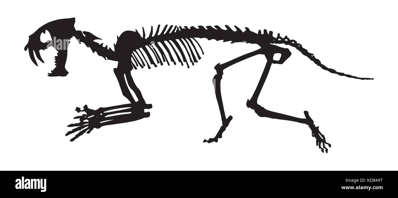 - Dents de Sabre ( hoplophoneus primaevus ) squelette . vecteur silhouette . vue latérale . Illustration de Vecteur
