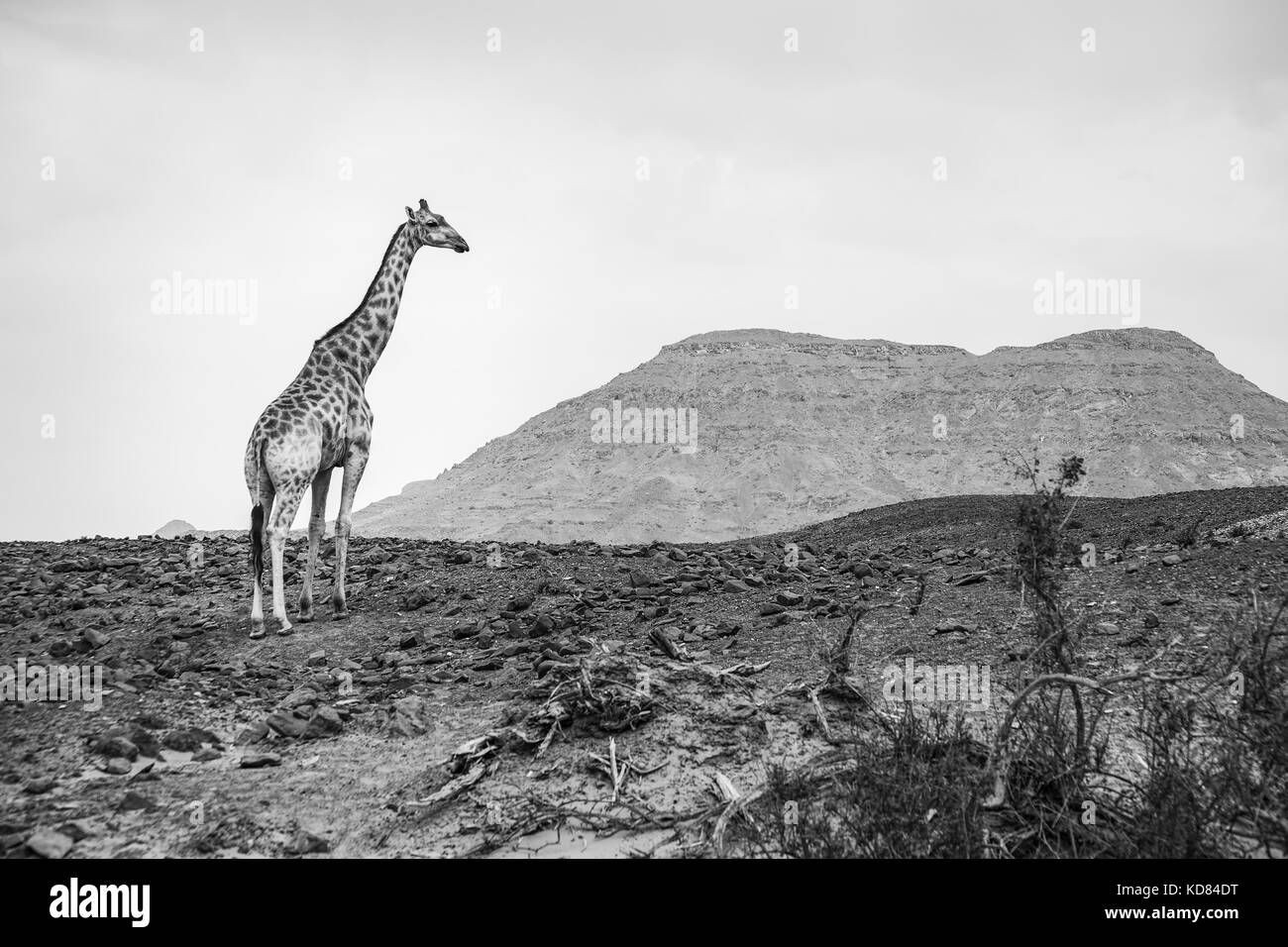 Girafe (Giraffa angolais giraffa angolensis), également connu sous le nom de girafe namibienne, debout dans un paysage aride, Désert du Namib, Namibie, Afrique du sud-ouest Banque D'Images