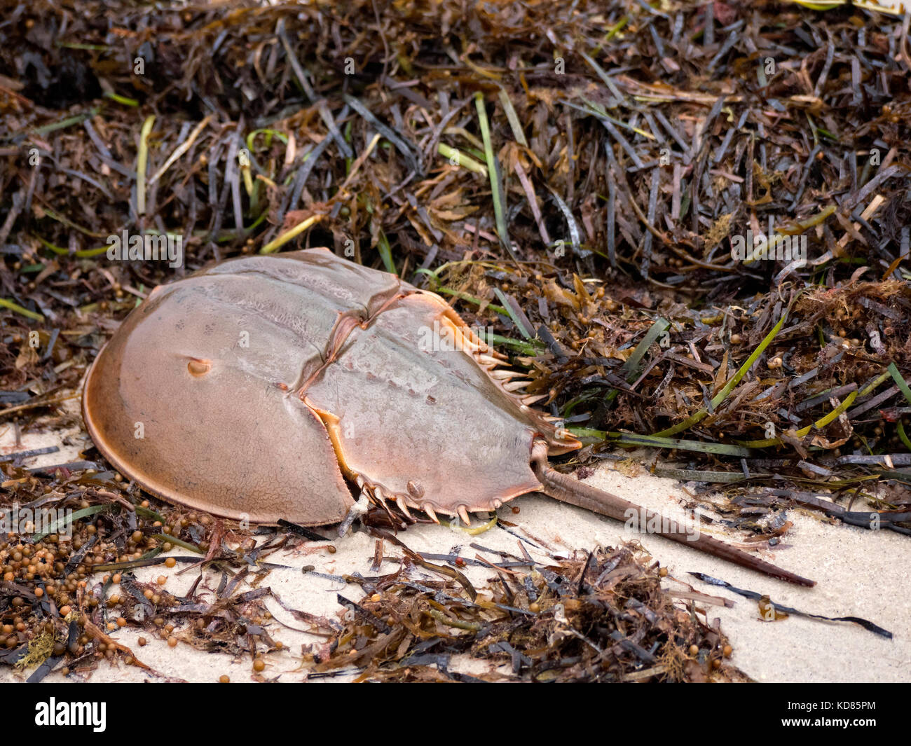Crabe en fer à cheval sur la plage de cape Cod Banque D'Images