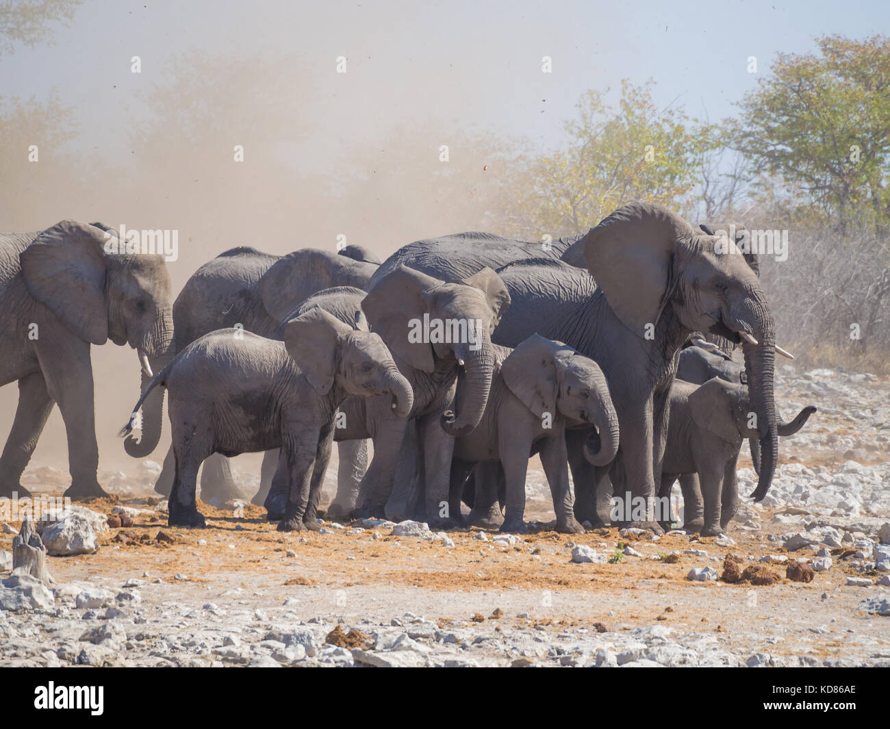 En groupe ou en famille des éléphants d'Afrique entouré par la poussière de la petite tornade, Etosha National Park, Namibie, Afrique du Sud. Banque D'Images