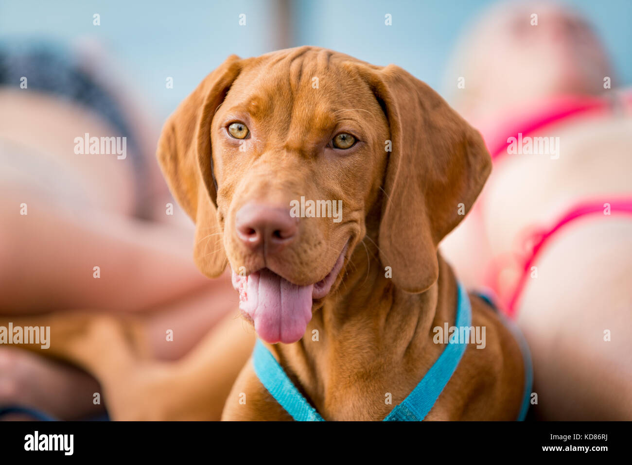 Portrait d'un homme Viszla Chien sur plage avec un couple Banque D'Images