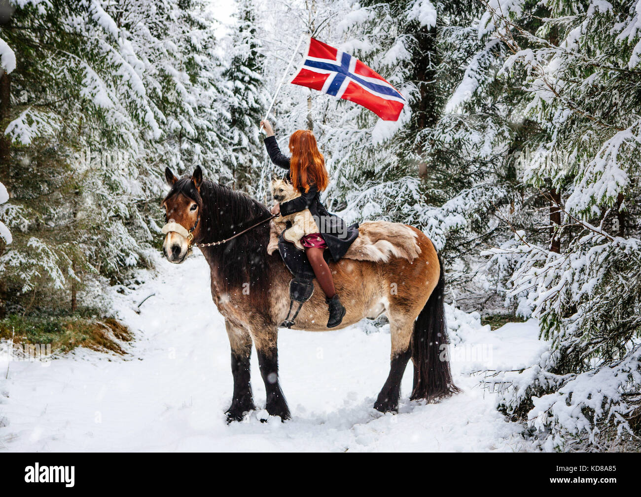 Femme assise sur un cheval à la traction avec son chien Cairn Terrier portant un drapeau norvégien, en Norvège Banque D'Images