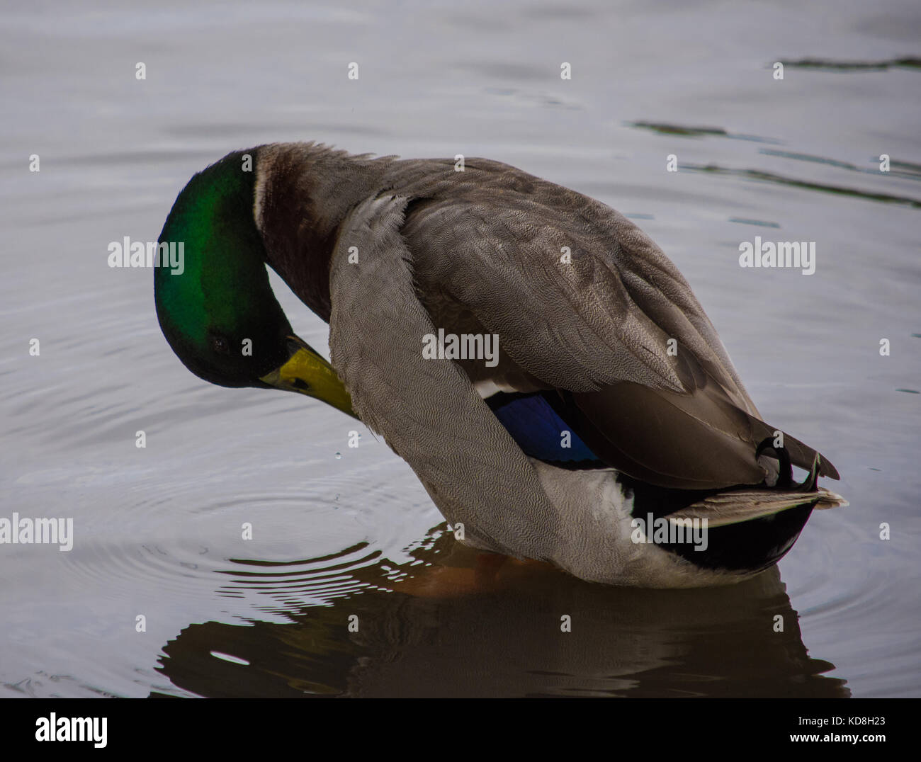 Nettoyage de canard lui-même. Banque D'Images