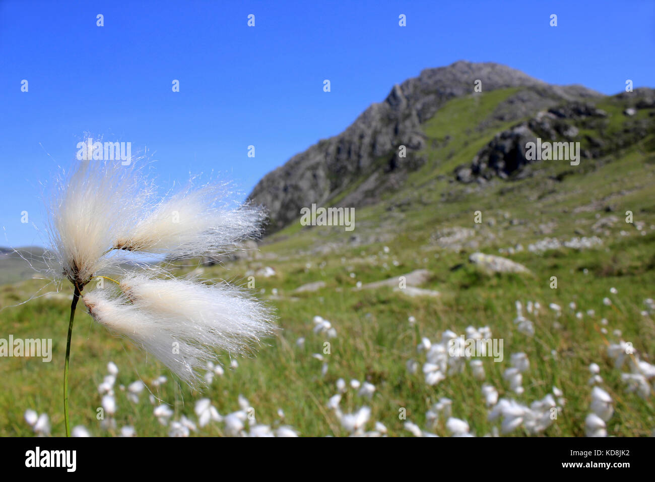 Eriophorum angustifolium Linaigrette commune croissant sur les pentes du Parc National de Snowdonia, Tryfan Banque D'Images