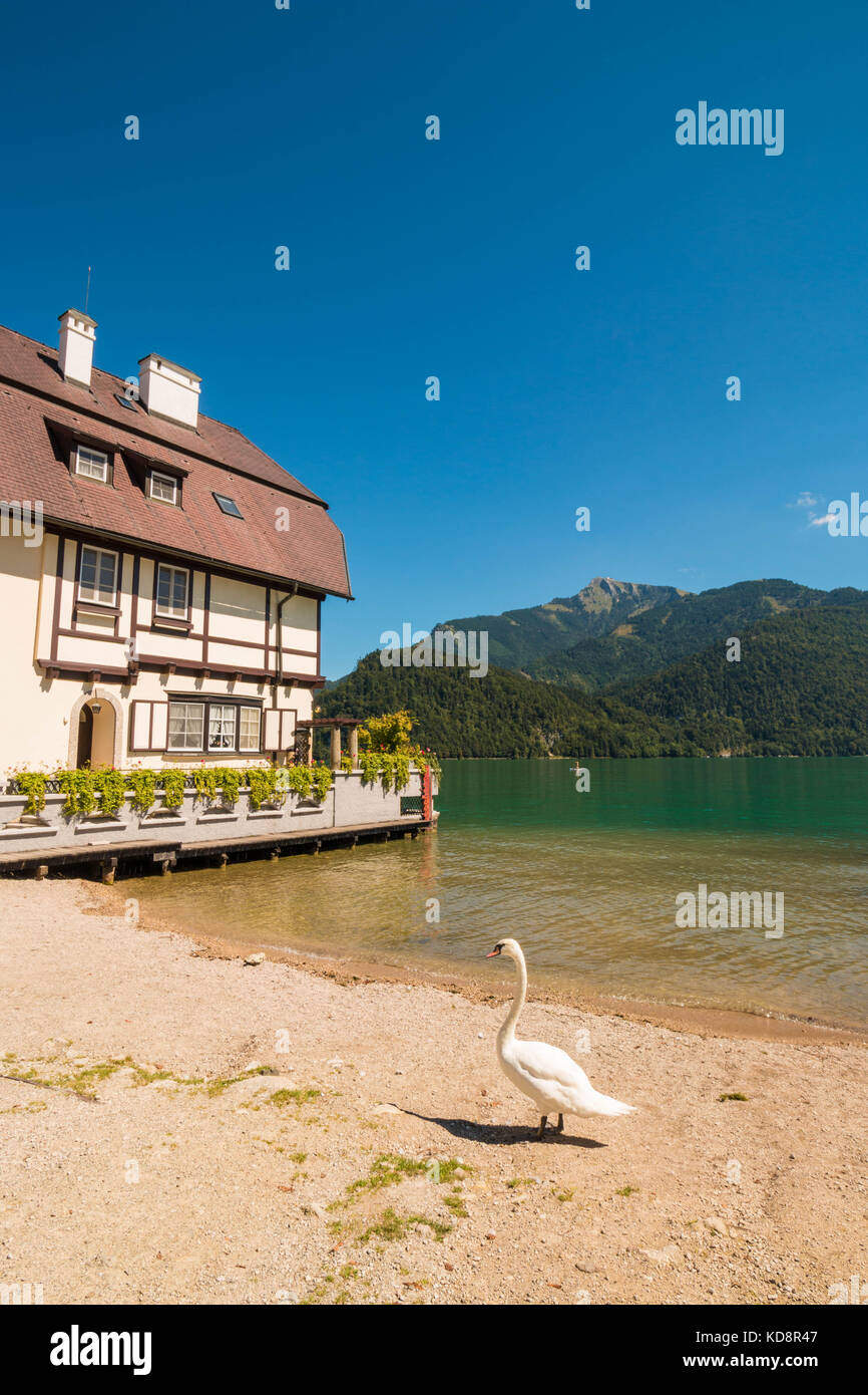 Maison sur pilotis à st.gilgen sur le lac Wolfgangsee alpin. swan marcher sur le bord du lac. La montagne schafberg vu sur l'arrière-plan. Banque D'Images