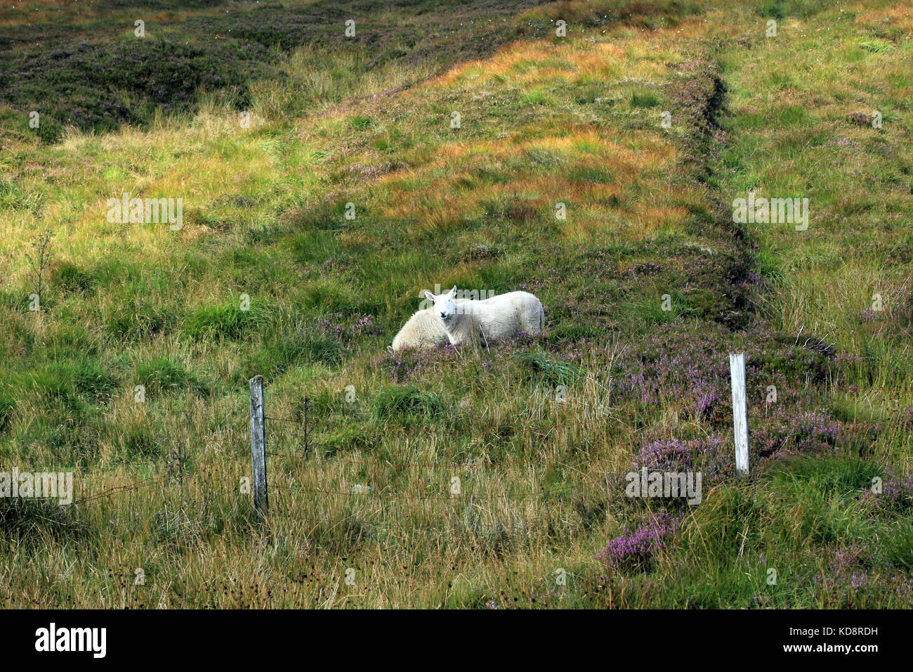 Route triip irlandais Banque D'Images