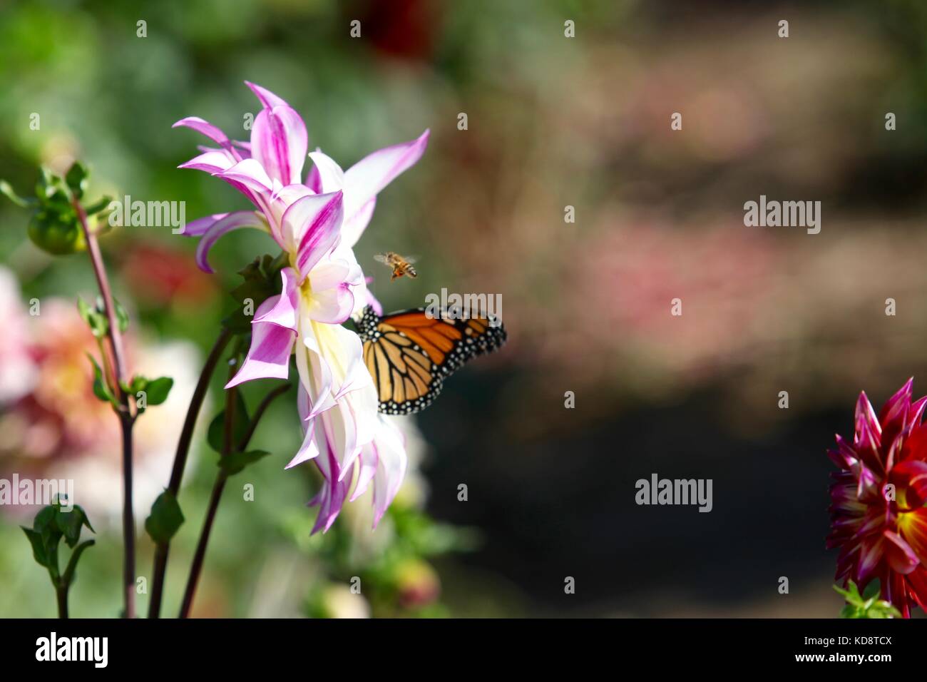 Bumblebee et Monarch Butterfly se nourrissent d'une fleur dahlia rose Banque D'Images