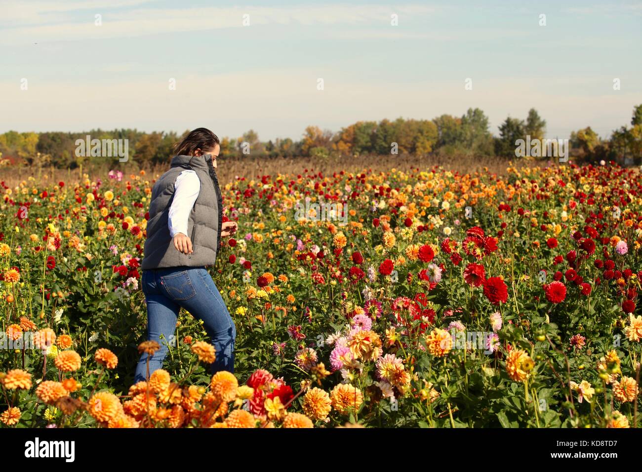 Jeune adulte traverse un champ de fleurs à une exploitation agricole au Canada Banque D'Images