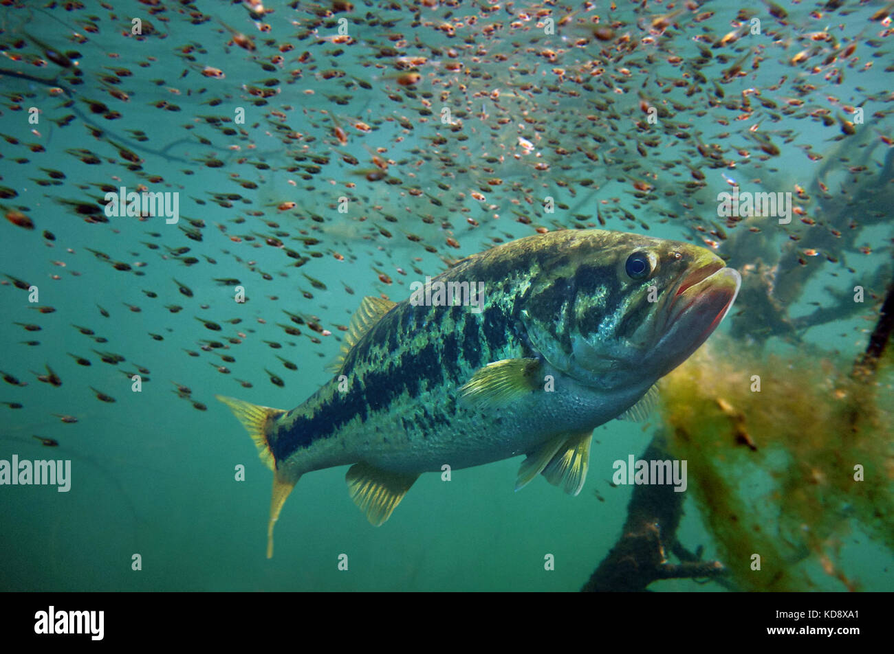 Largemouth Black Bass Banque D Image Et Photos Alamy