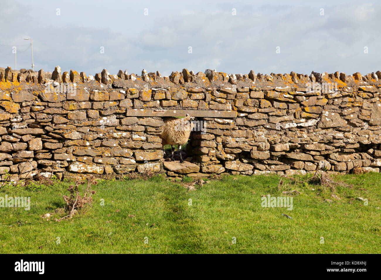 Un mouton pop sa tête par un trou dans le mur à la recherche de son troupeau qui ont juste passé à travers sur l'herbe fraîche. Banque D'Images