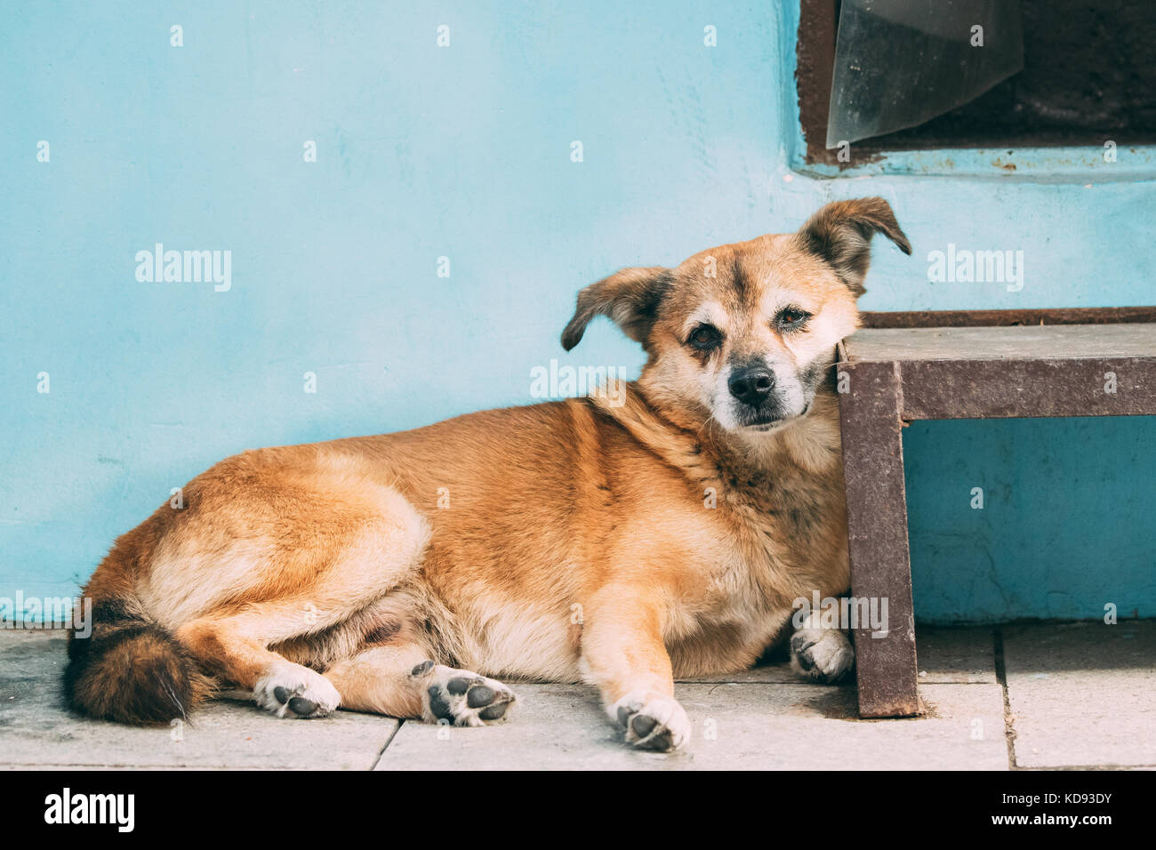 Drôle de petite taille rouge sans-abri mixed breed dog en plein air de repos à l'ombre du mur bleu Banque D'Images