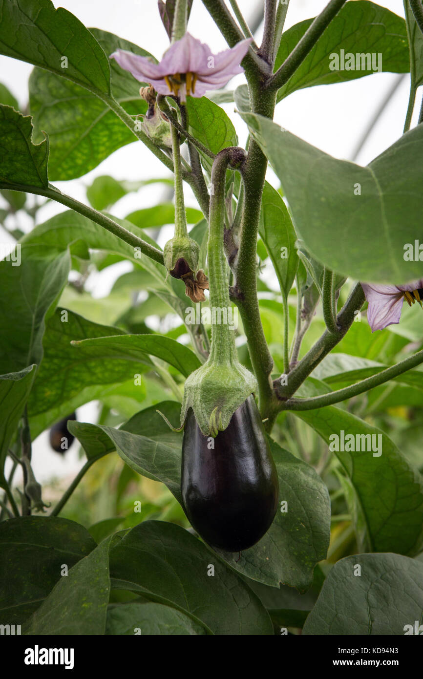 La fleur d'une aubergine ou aubergine Solanum melongena suspendue