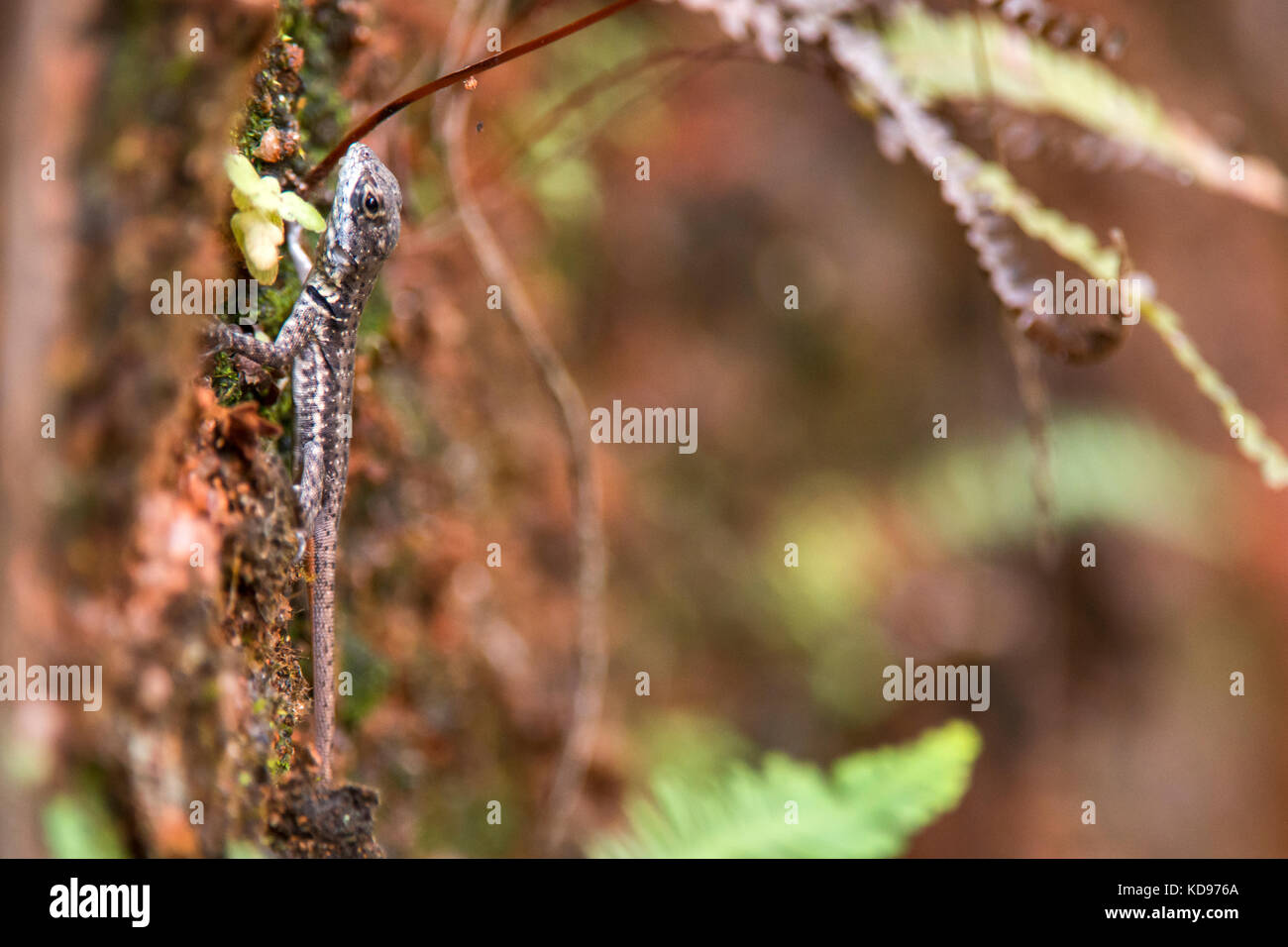 Lagarto Calango (Tropidurus torquatus) fotografado em Domingos Martins, Espírito Santo - Sudeste do Brasil. Bioma Mata Atlântica. Registro feito em Banque D'Images