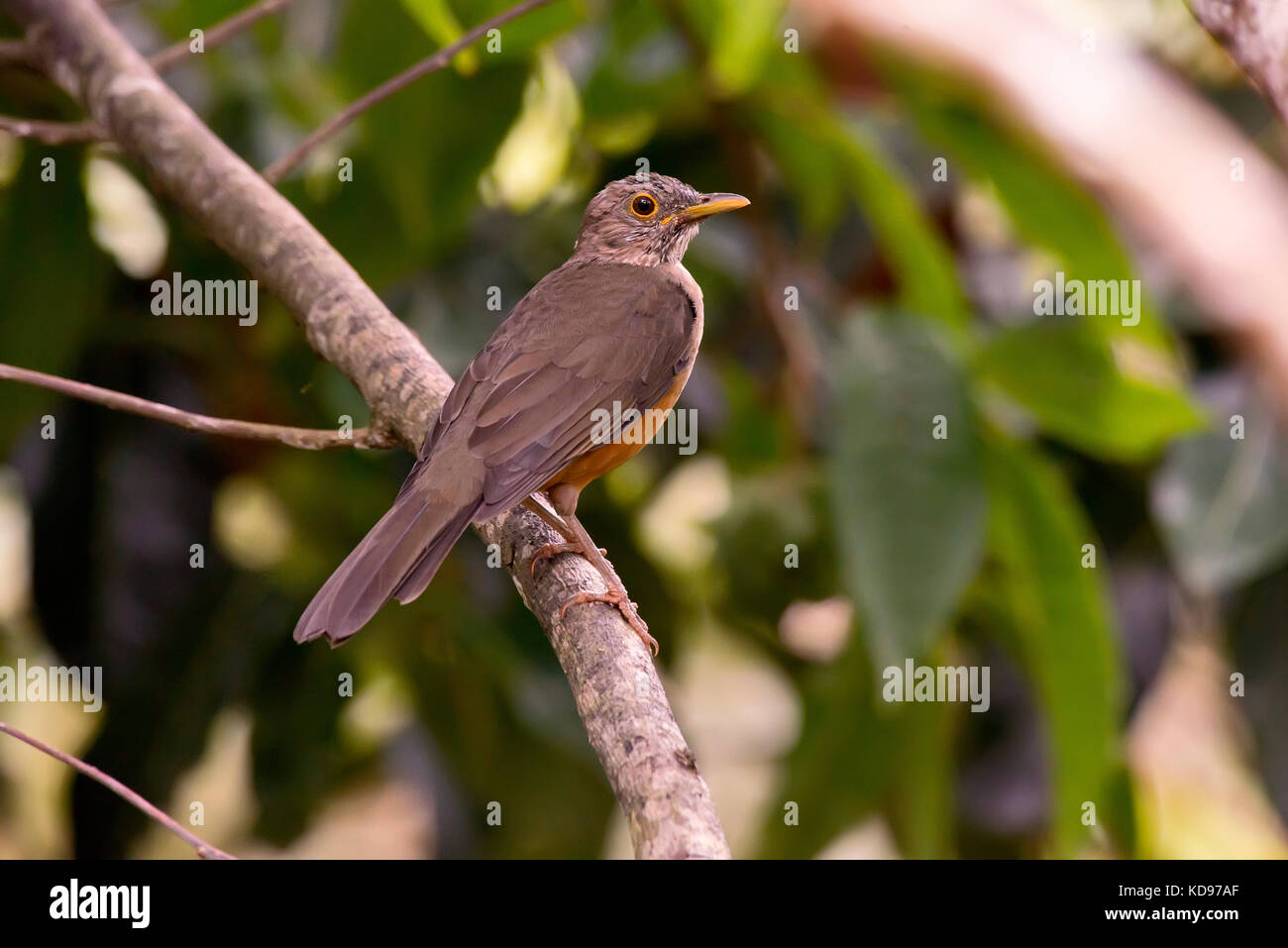 'Sabiá-laranjeira (Turdus rufiventris) fotografado em Domingos Martins, Espírito Santo - Sudeste do Brasil. Bioma Mata Atlântica. Registro feito em 2 Banque D'Images