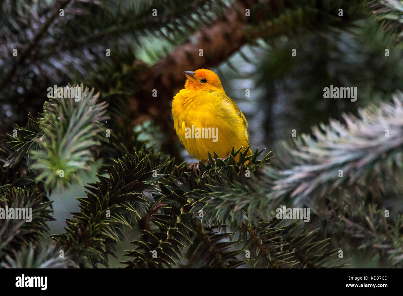 'Canário-da-terra-verdadeiro (Sicalis flaveola) fotografado em Domingos Martins, Espírito Santo - Sudeste do Brasil. Bioma Mata Atlântica. Enregistrement Banque D'Images