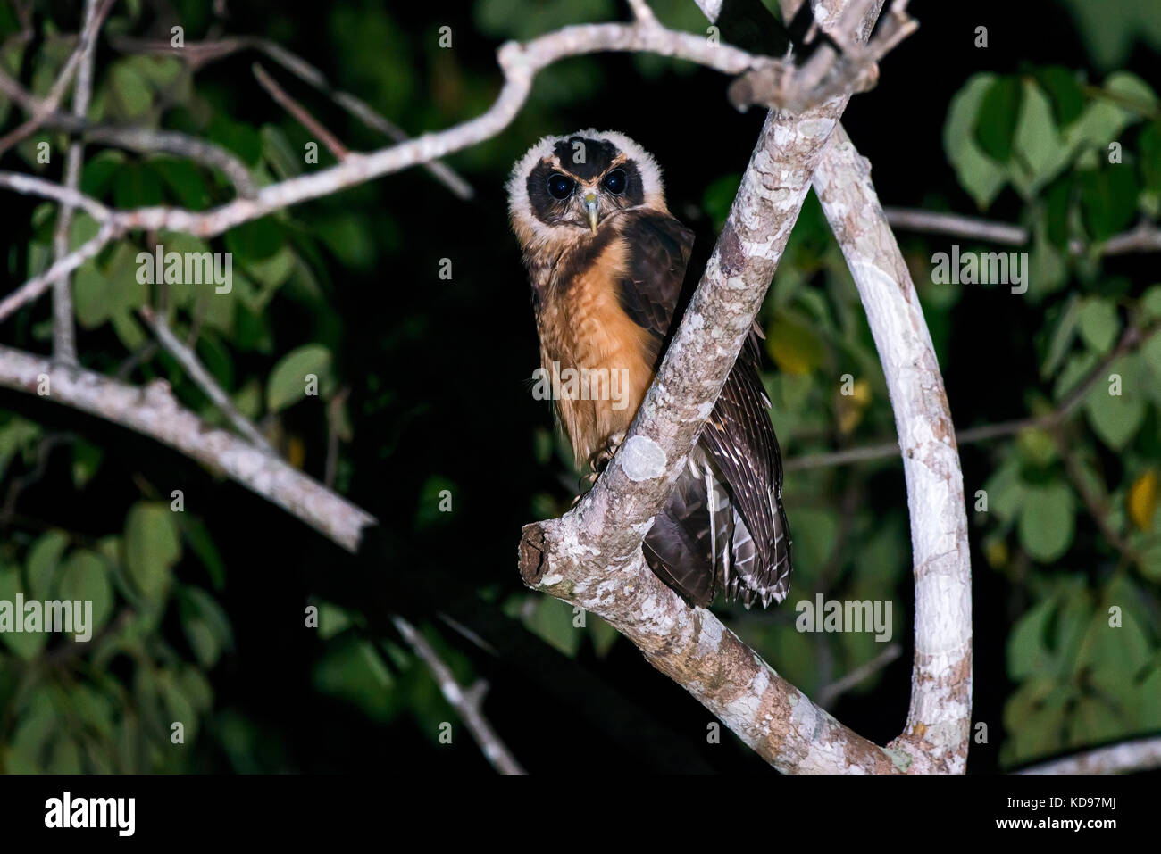 Murucututu-de-barriga-amarela (Pulsatrix koeniswaldiana) fotografado em Conceição da Barra, Espírito Santo - Sudeste do Brasil. Bioma Mata Atlântica Banque D'Images