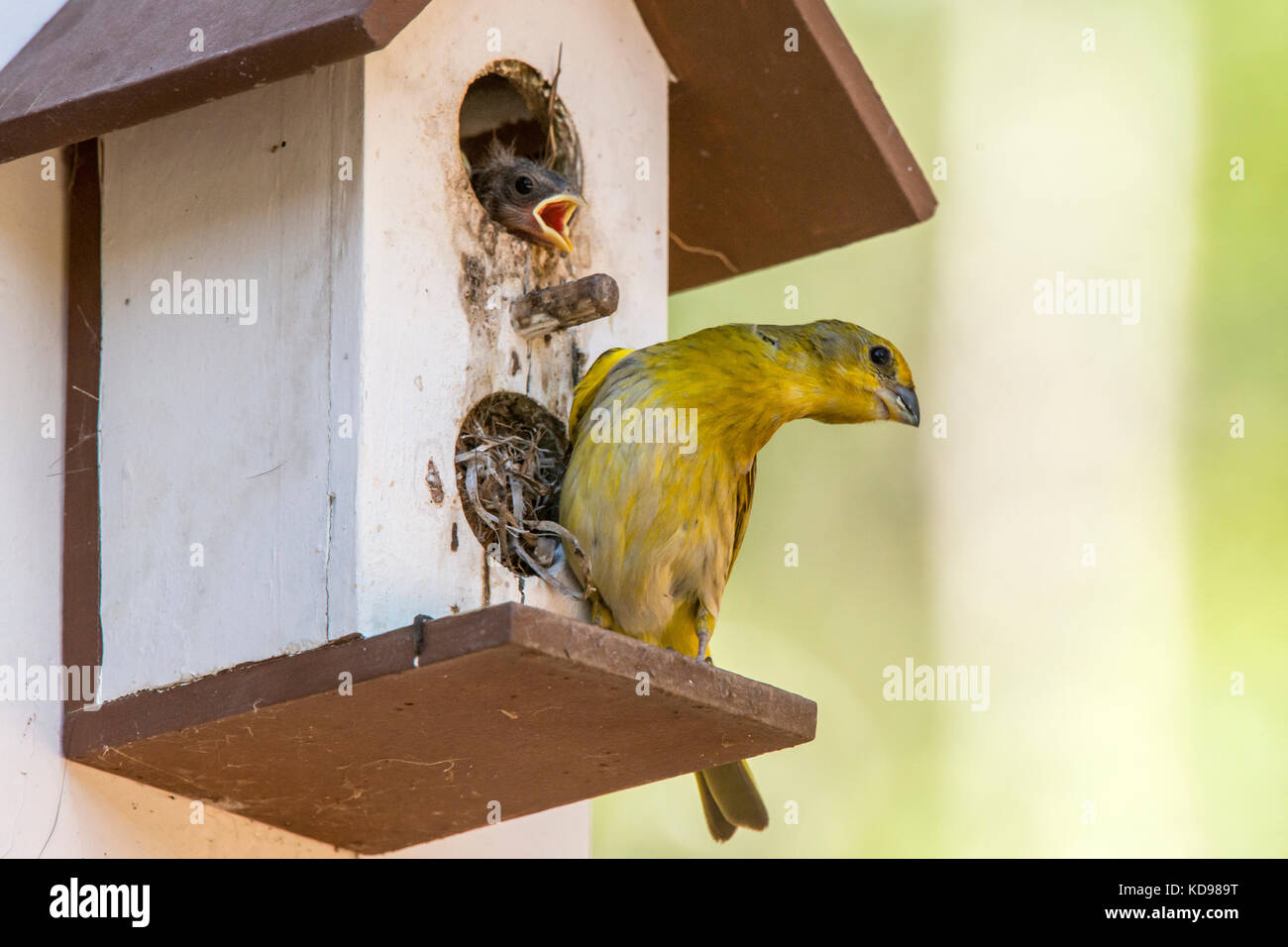 'Canário-da-terra-verdadeiro (Sicalis flaveola) fotografado em Domingos Martins, Espírito Santo - Sudeste do Brasil. Bioma Mata Atlântica. Enregistrement Banque D'Images