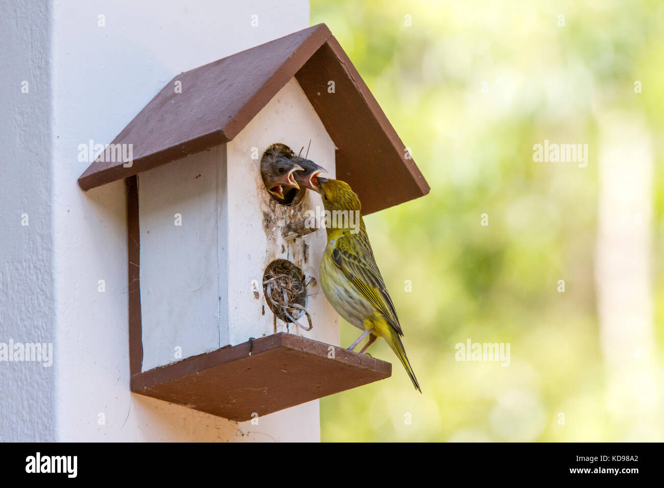 'Canário-da-terra-verdadeiro (Sicalis flaveola) fotografado em Domingos Martins, Espírito Santo - Sudeste do Brasil. Bioma Mata Atlântica. Enregistrement Banque D'Images