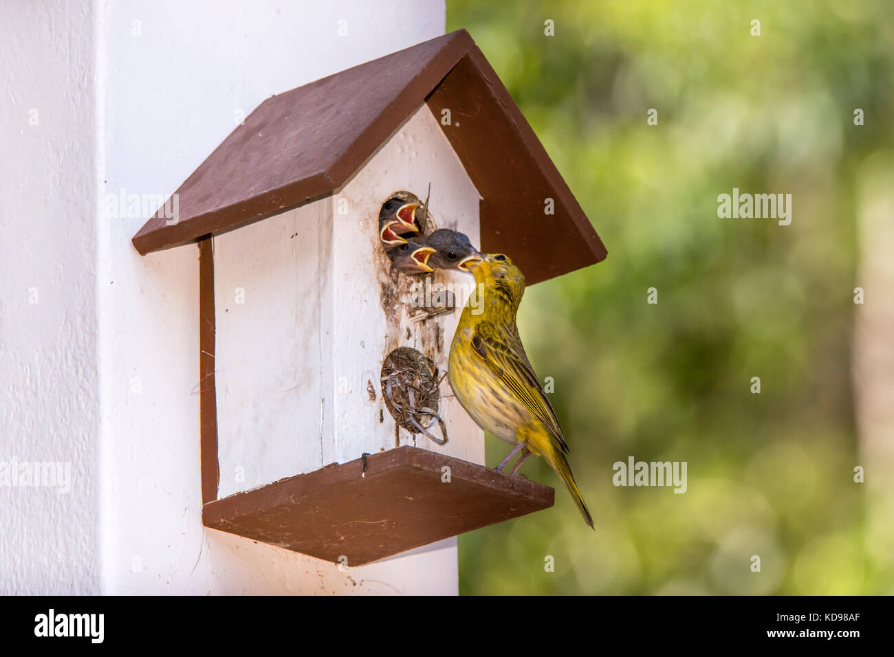 'Canário-da-terra-verdadeiro (Sicalis flaveola) fotografado em Domingos Martins, Espírito Santo - Sudeste do Brasil. Bioma Mata Atlântica. Enregistrement Banque D'Images