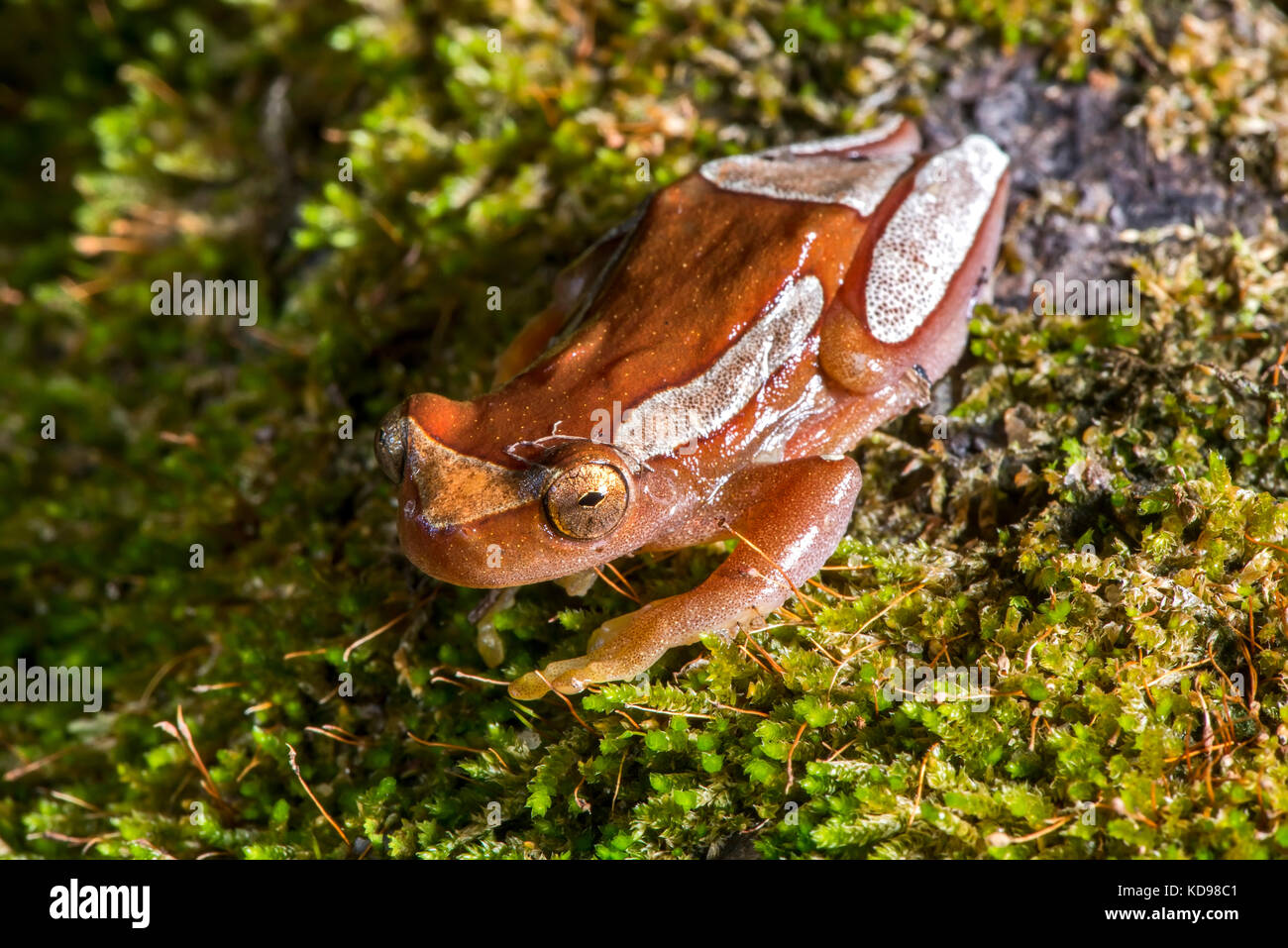 'Perereca-de-moldura (dendropsophus elegans) fotografado em Conceição da Barra, Espírito Santo - Nordeste do Brasil. bioma mata atlântica. registro fe Banque D'Images