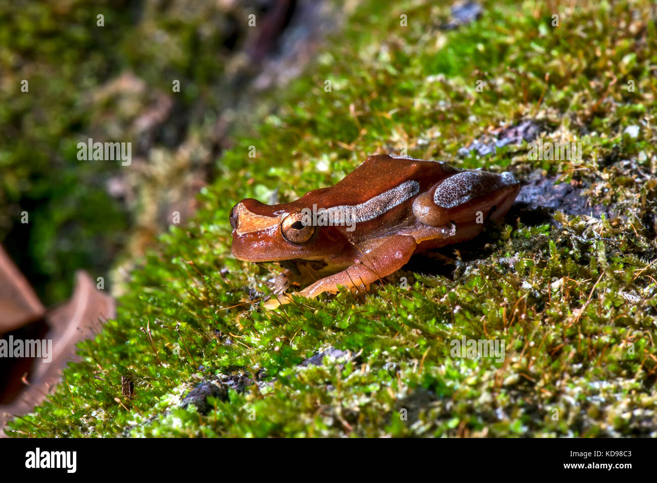 'Perereca-de-moldura (dendropsophus elegans) fotografado em Conceição da Barra, Espírito Santo - Nordeste do Brasil. bioma mata atlântica. registro fe Banque D'Images