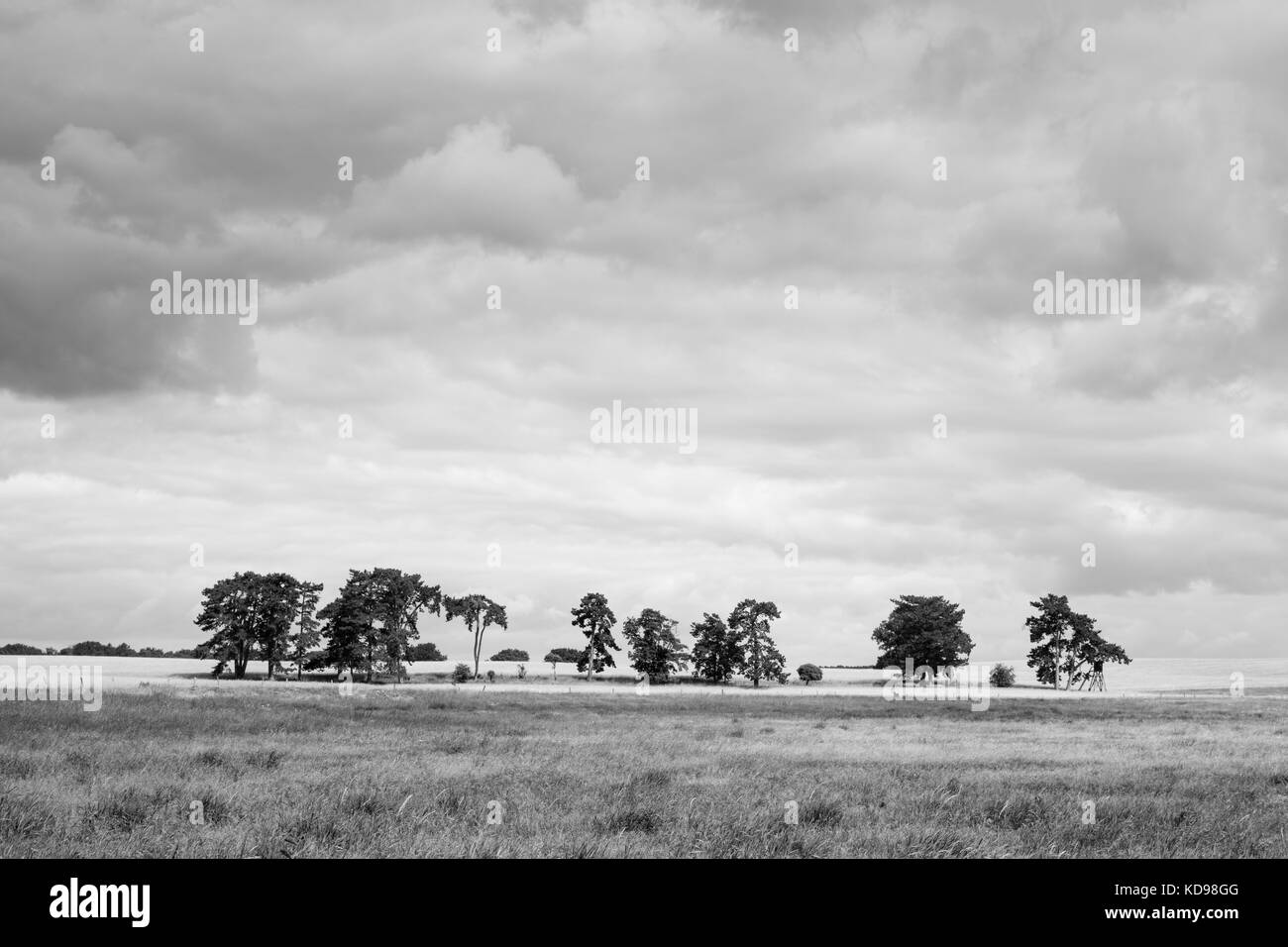 Arbre au parc national de Müritz, Mecklembourg-Poméranie occidentale, Allemagne, Europe Banque D'Images