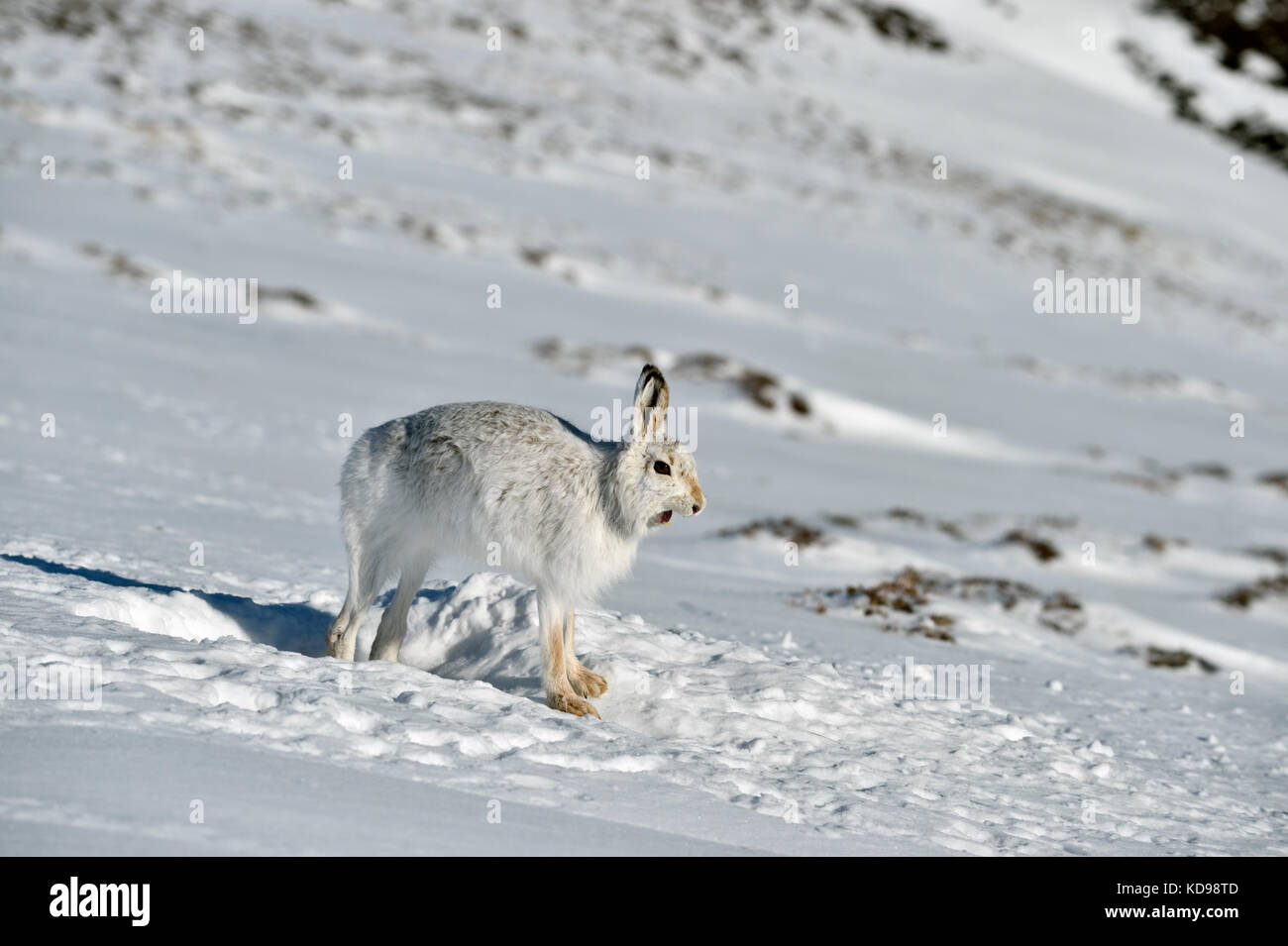 Lièvre variable (Lepus timidus) UK Banque D'Images