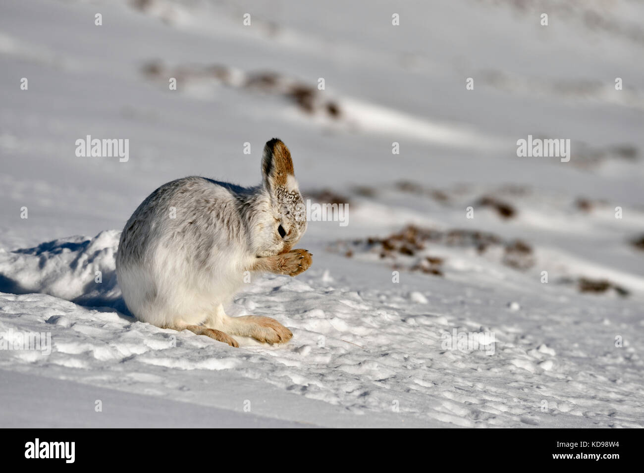 Lièvre variable (Lepus timidus) UK Banque D'Images