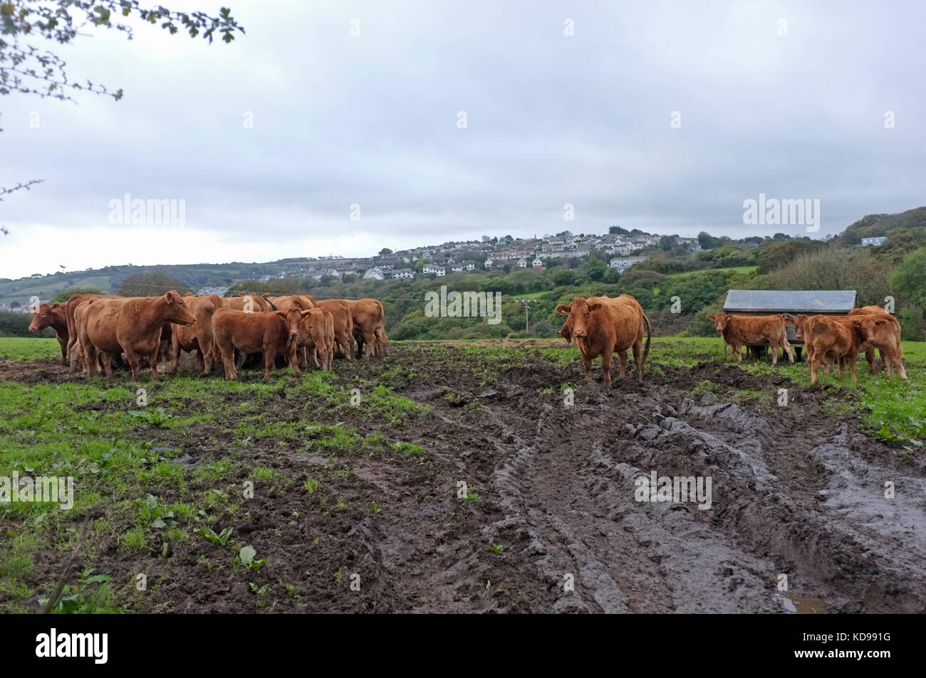 Le sud du Devon nourrir les vaches dans un champ à Cornwall Banque D'Images