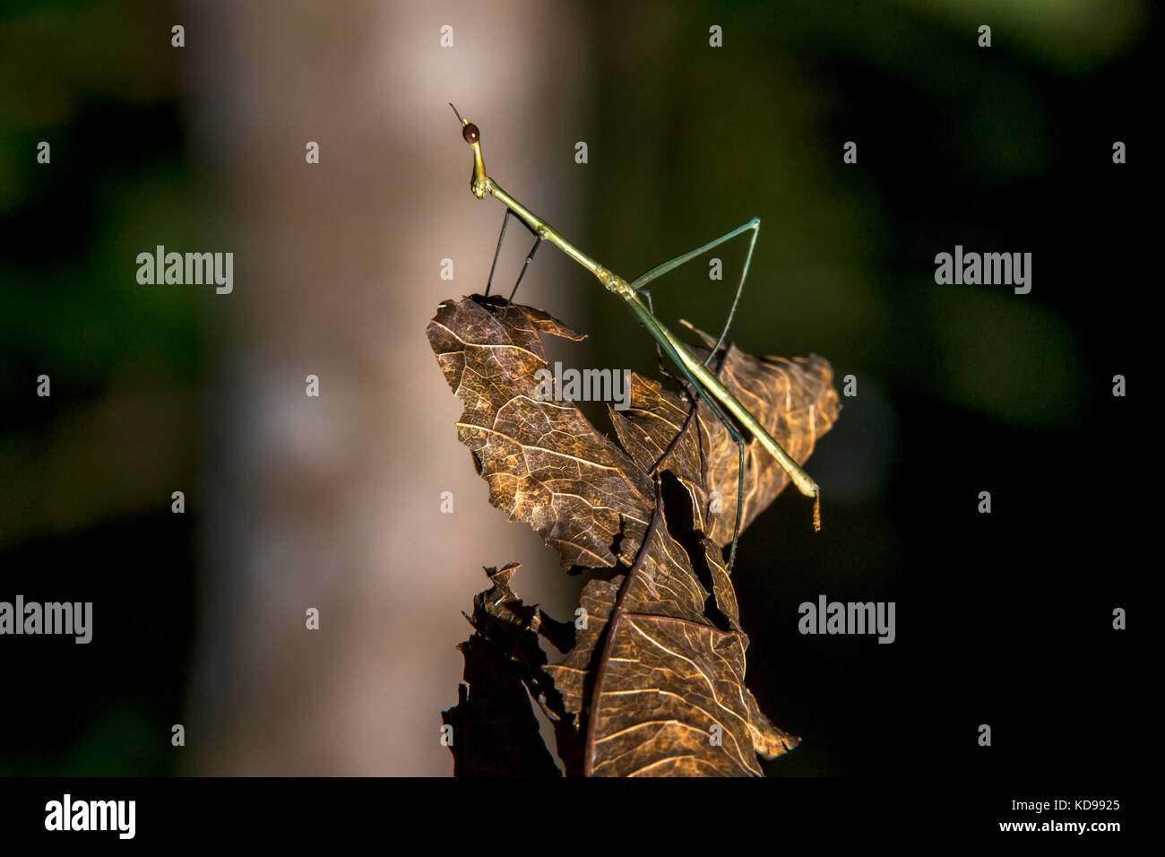 "Bicho-pau (Insecta) fotografado em linhares, Espírito Santo - Nordeste do Brasil. bioma mata atlântica. registro Feito em 2013. anglais : stick ins Banque D'Images