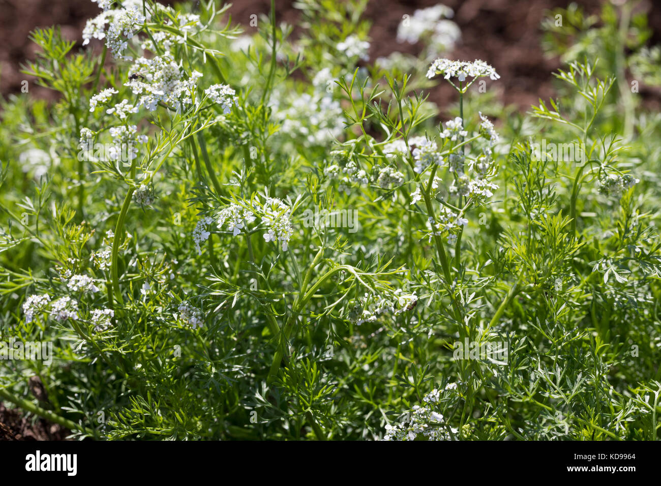 Echter Curbel, Garten-Curbel, Curbel, Gartencrubel, Kirbele, Anthriscus cerefolium, cerfeuil de jardin, Chervil, persil français, le Cerfeuil commun Banque D'Images