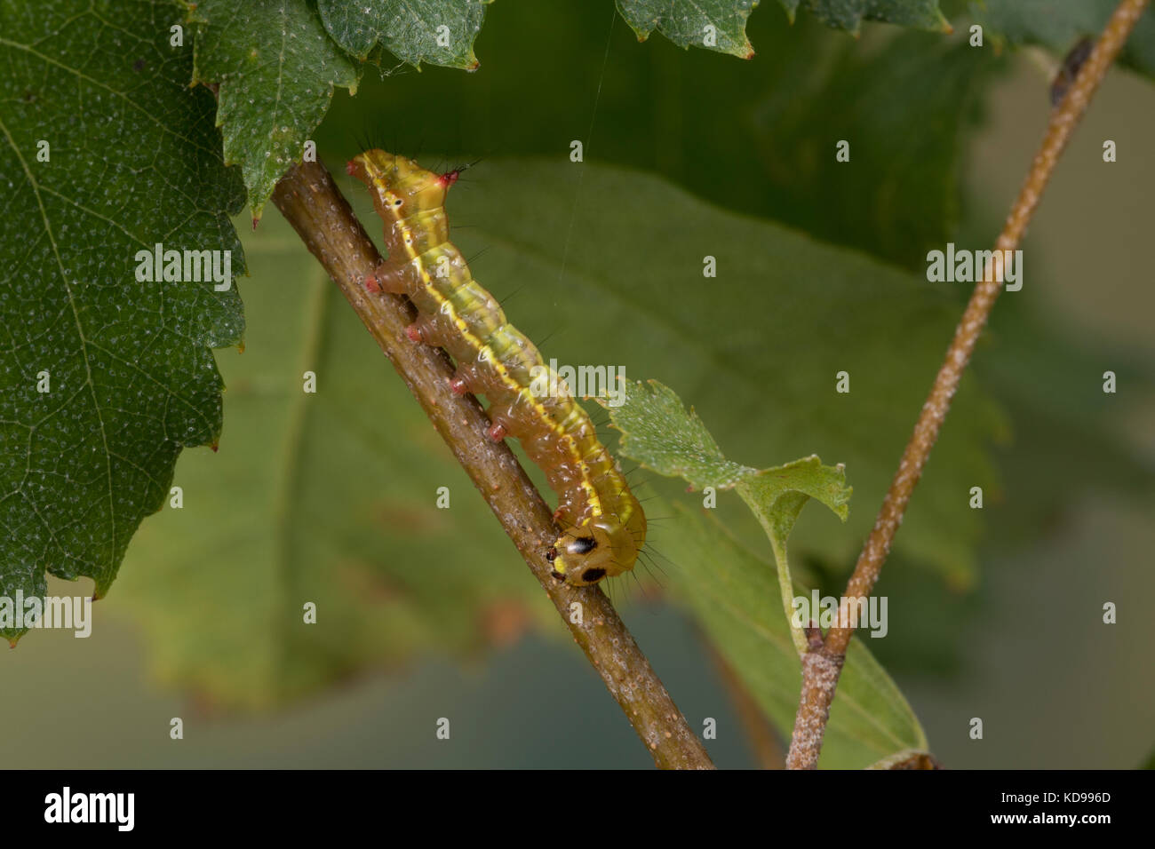 Kamelspinner, Kamel-Zahnspinner, Kamelzahnspinner, Raupe frisst an Birke, Ptilodon capucina, Lophopteryx capucina, coxcomb proéminent, caterpillar, la Banque D'Images