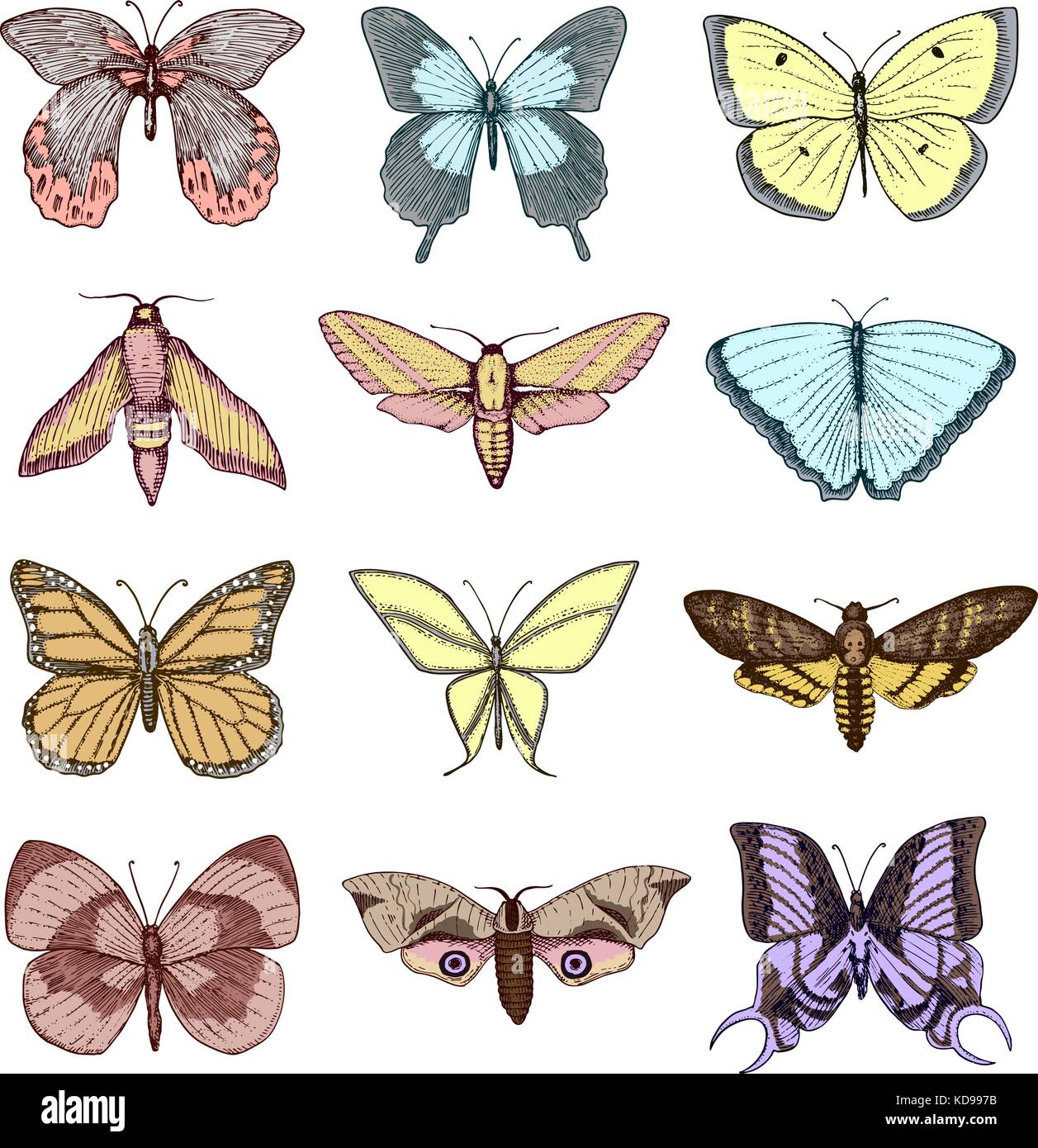 Tatouage ou boho t-shirt ou scrapbooking. conception ésotérique mystique symbole de liberté et de voyage. papillon ou un croquis de l'insecte. collecte entomologique. gravés à la main dans le vieux style vintage et croquis Illustration de Vecteur