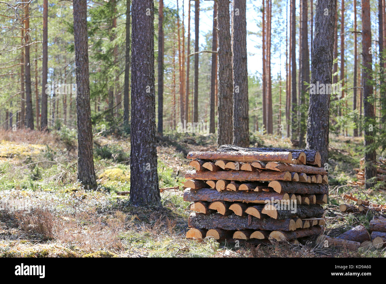 Pile de bois de pin dans la forêt de printemps sur une belle journée. Banque D'Images