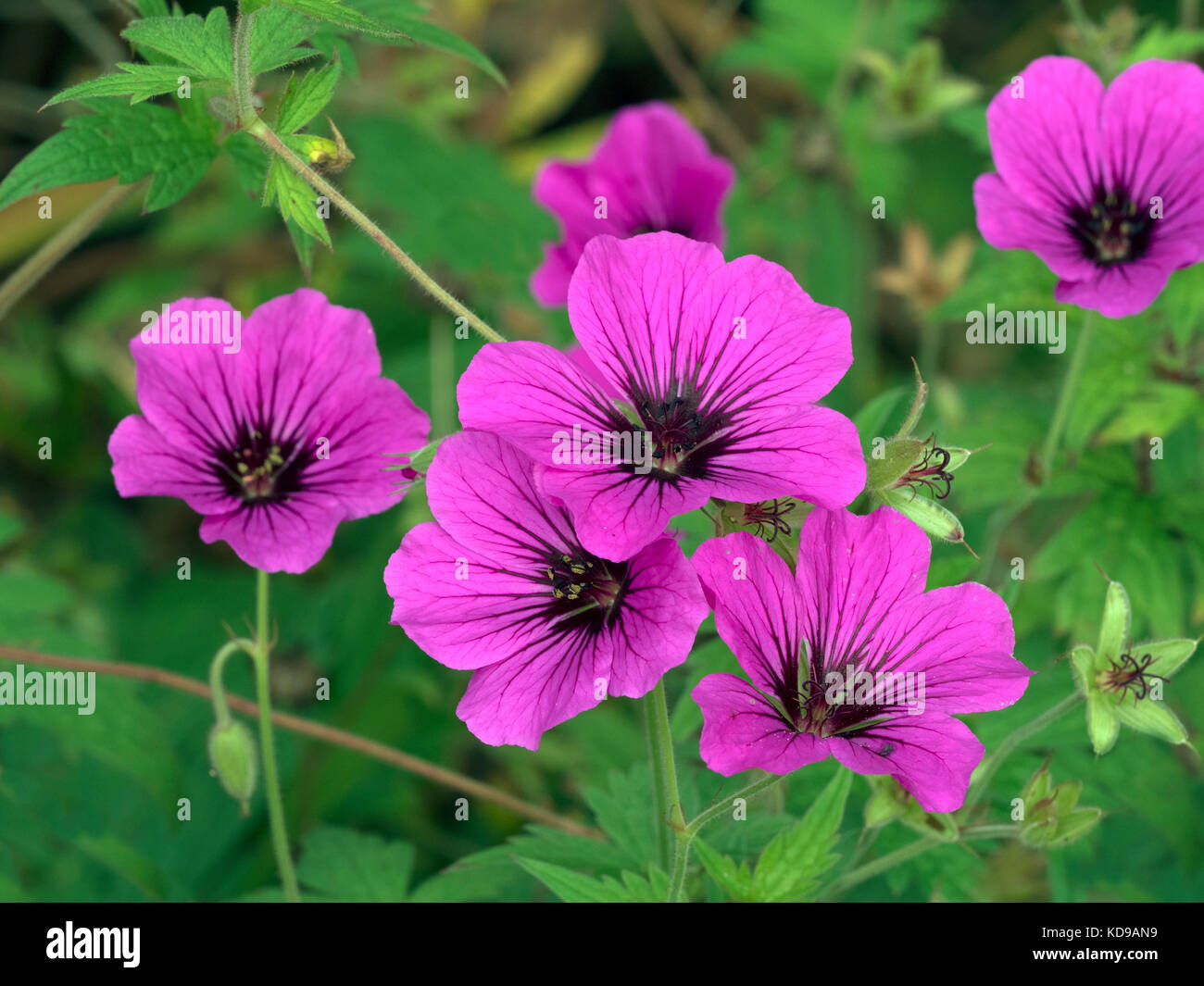 Geranium 'Patricia' dans frontière herbacées mixtes Banque D'Images