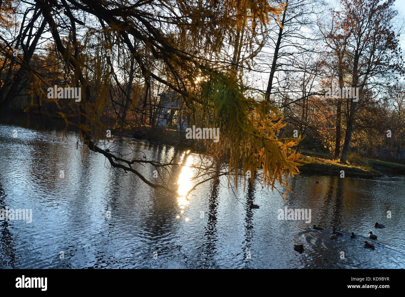 L'automne dans l'ancien parc sunbeam sur la surface de l'eau de l'étang vieux Banque D'Images