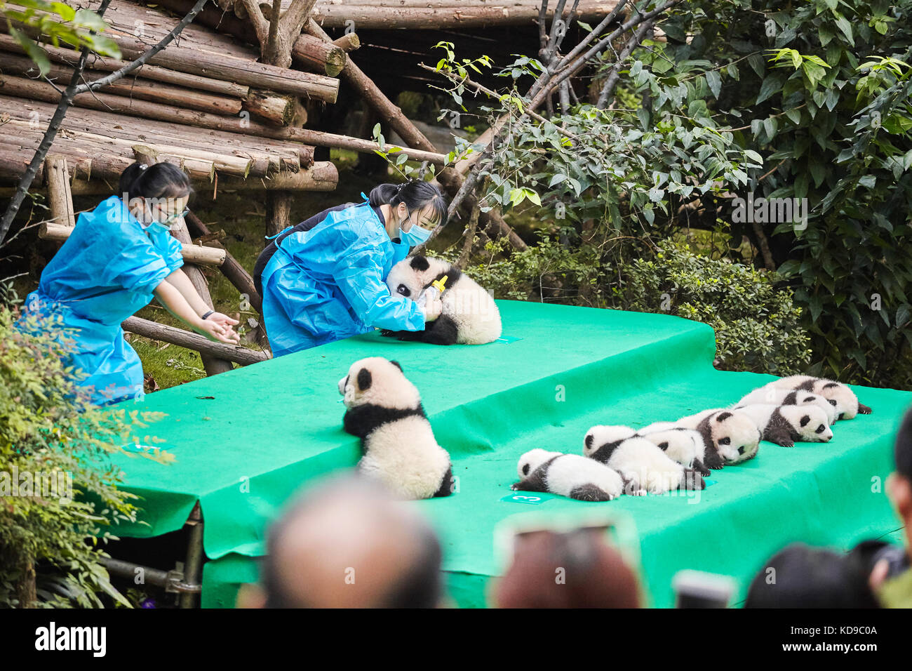 Chengdu, Chine - 28 septembre 2017 : onze pandas bébé première exposition publique à base de recherche de Chengdu Panda géant de l'élevage. Banque D'Images