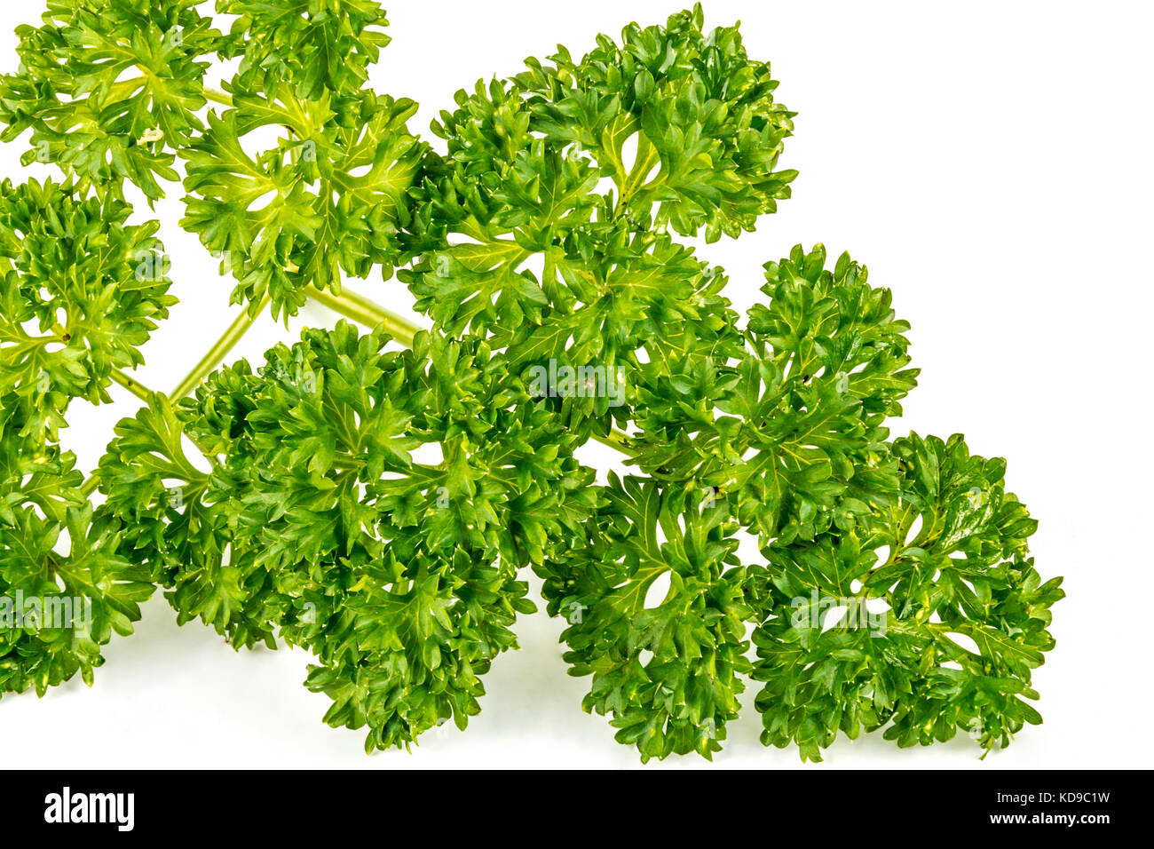 Close up l'article de brin de persil vert feuillage de plantes d'herbes sur fond blanc Banque D'Images