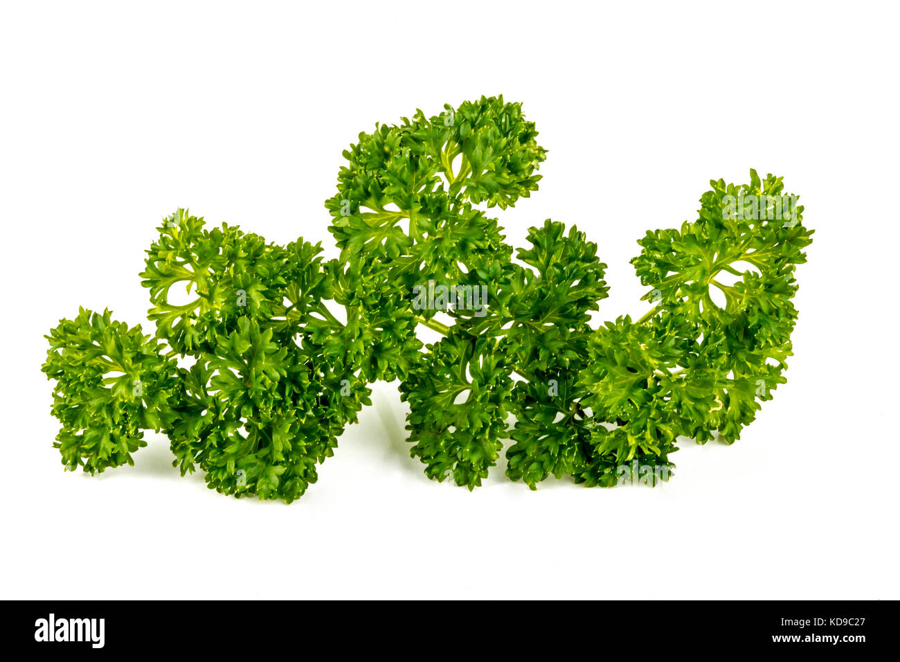Close up partie isolée de brin de persil vert feuillage de plantes d'herbes sur fond blanc Banque D'Images