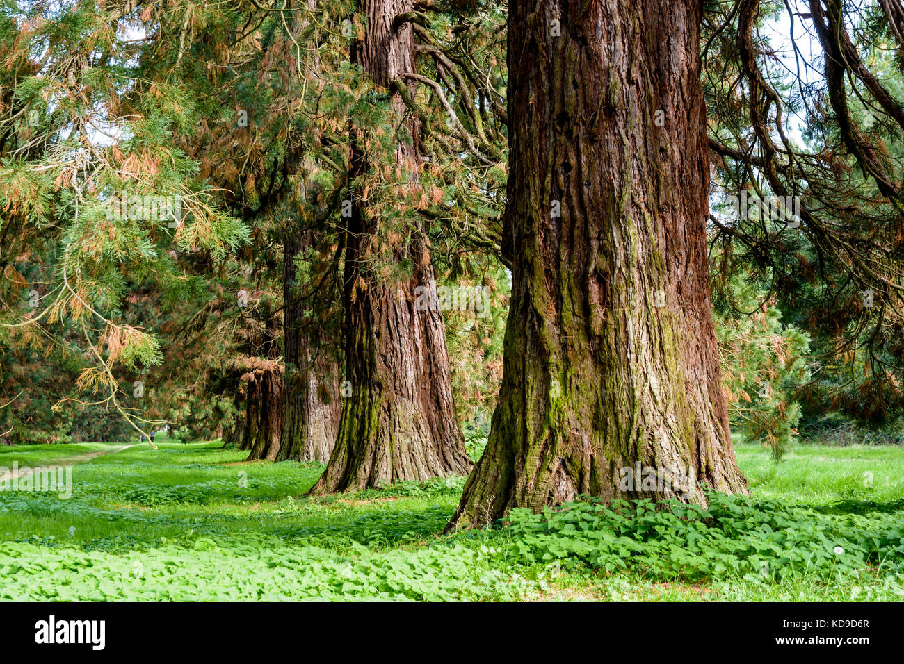 L'alignement des arbres Séquoia géant. Banque D'Images