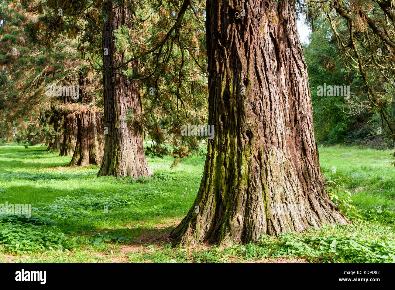 L'alignement des arbres Séquoia géant. Banque D'Images