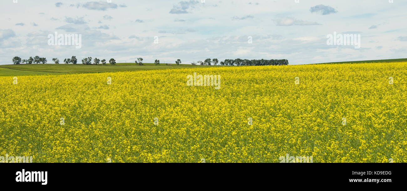 Des champs de colza en périphérie de Calgary prêts pour la récolte Banque D'Images