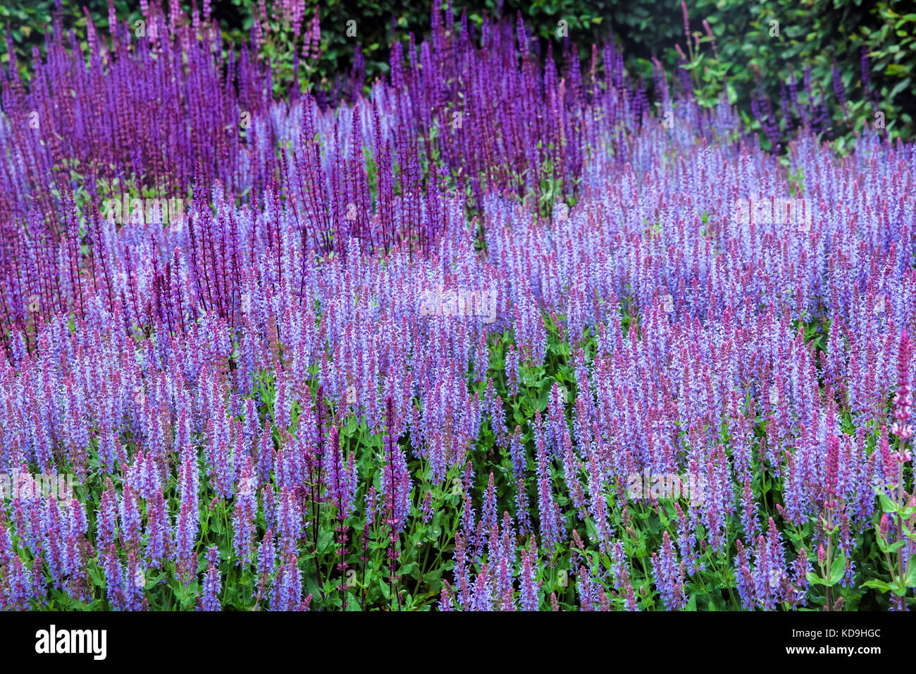 Salvia (homonymie) plante blossom Banque D'Images