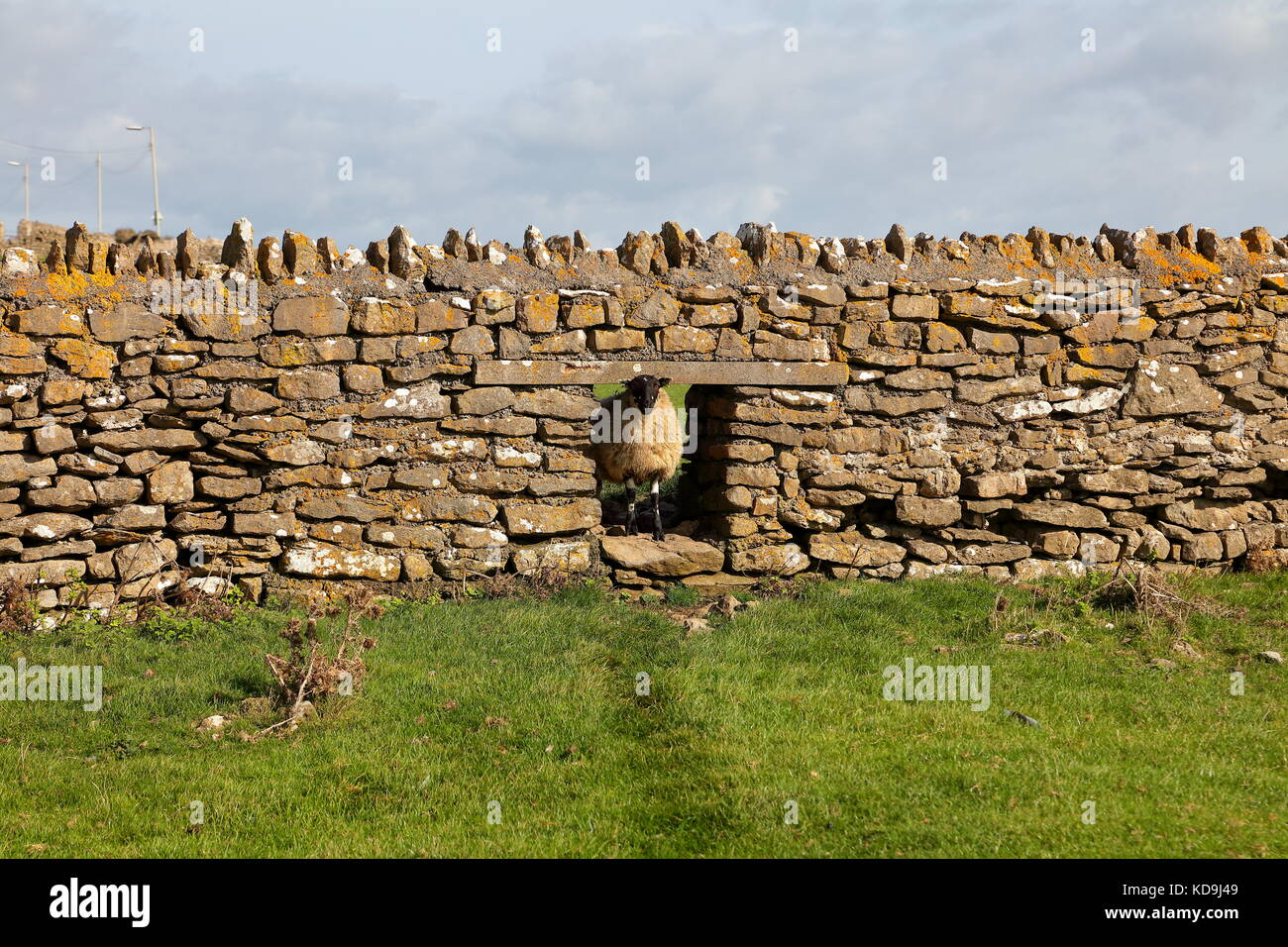 Un mouton pop sa tête par un trou dans le mur à la recherche de son troupeau qui ont juste passé à travers sur l'herbe fraîche. Banque D'Images